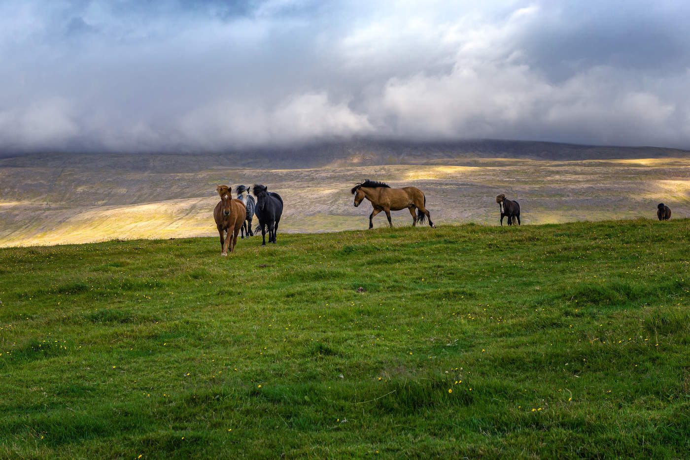 Рожденные на свободе (3)