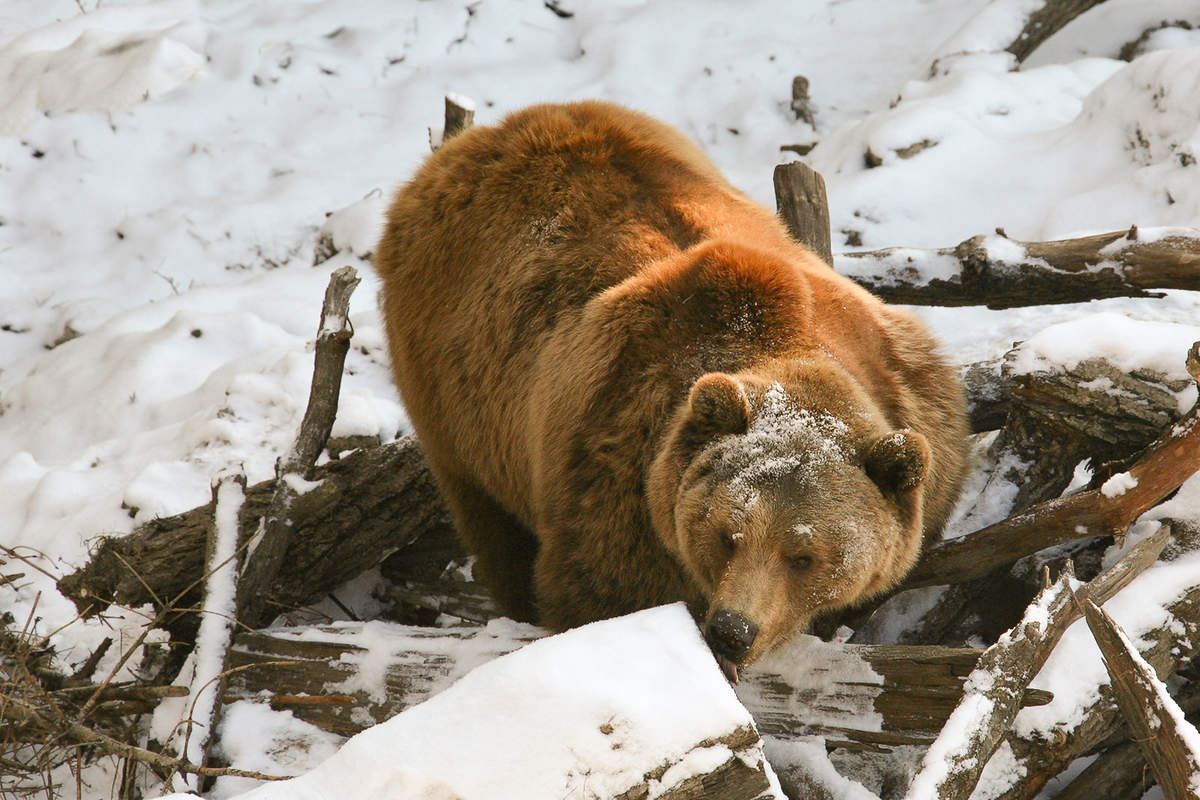 Кто залез в мою берлогу и сломал её?