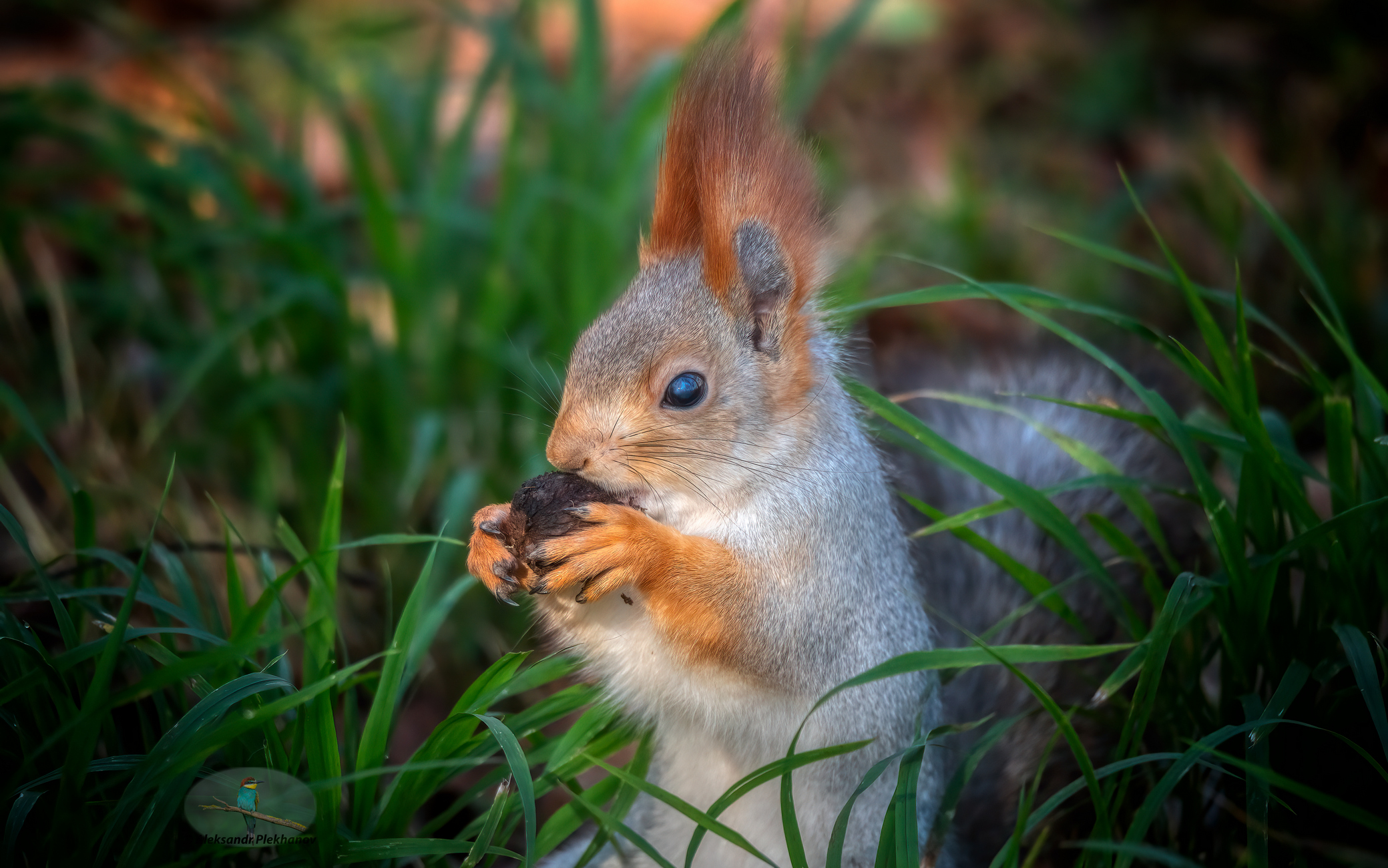 А тигры, в Греции есть?