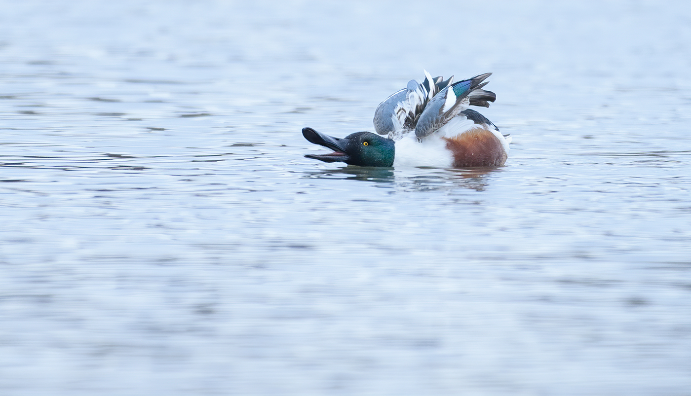 Northern shoveler (male)
