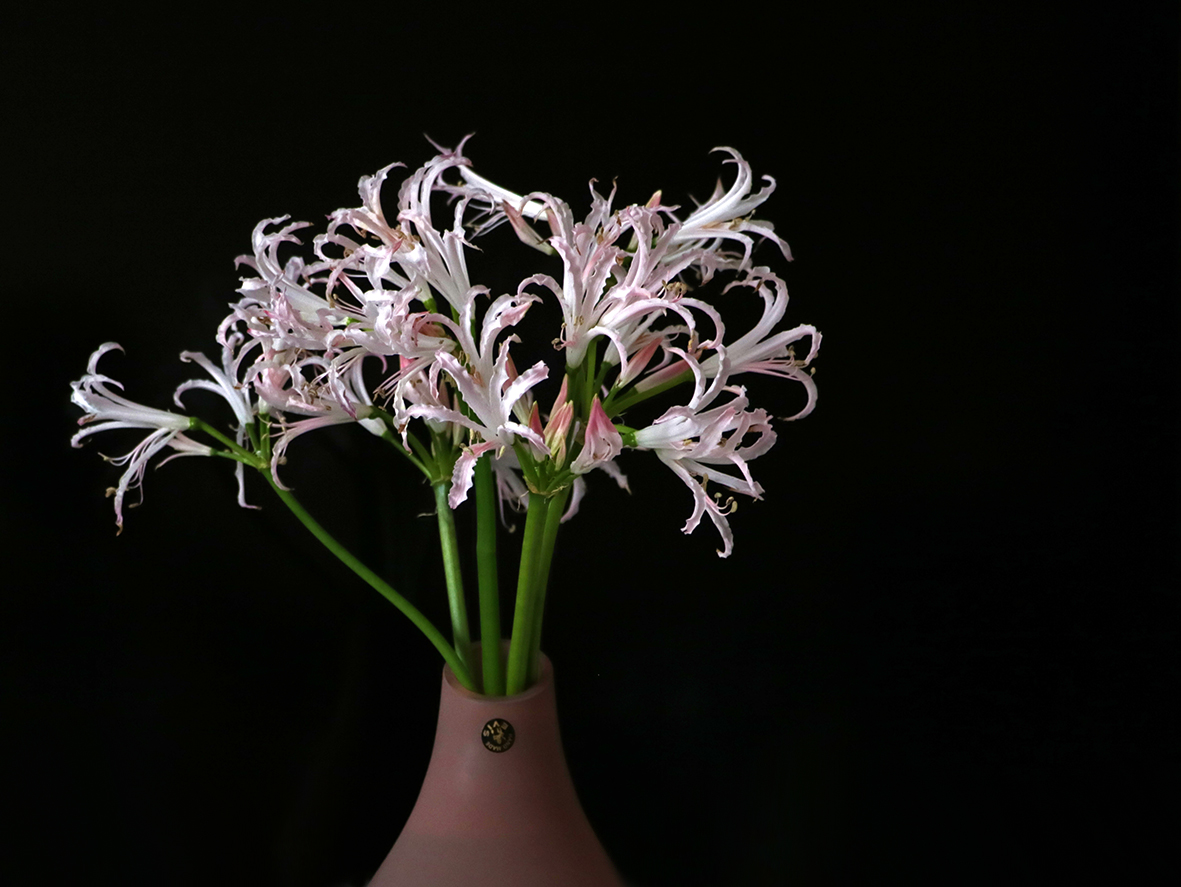 Букет растопырок-нерине