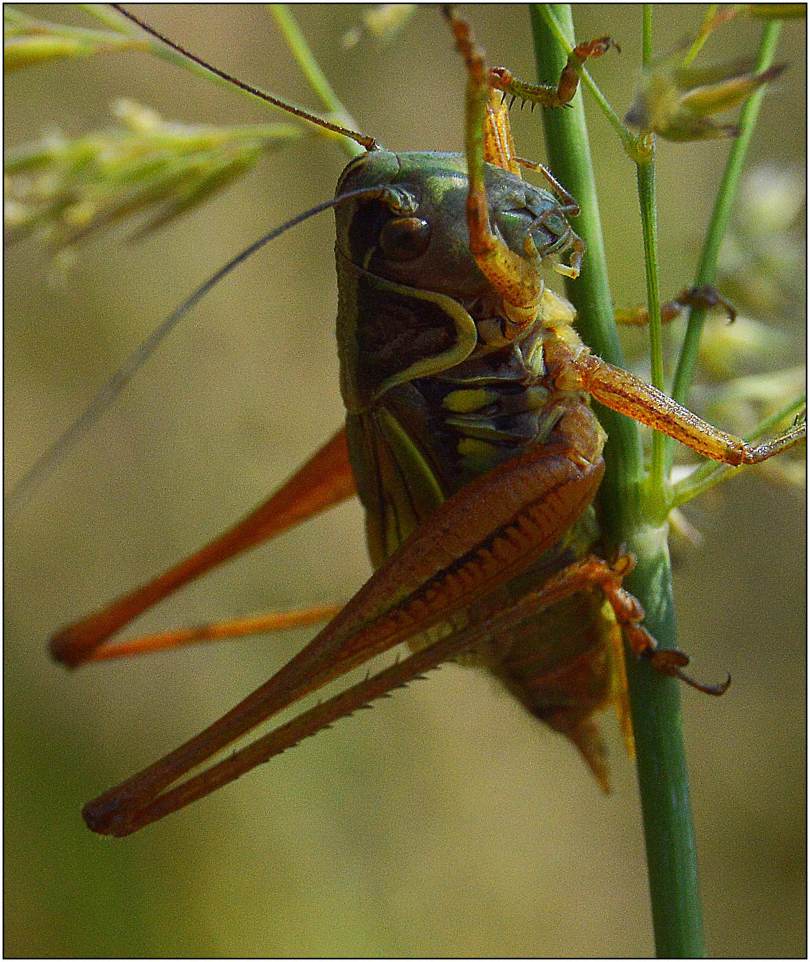 ... коленками назад.