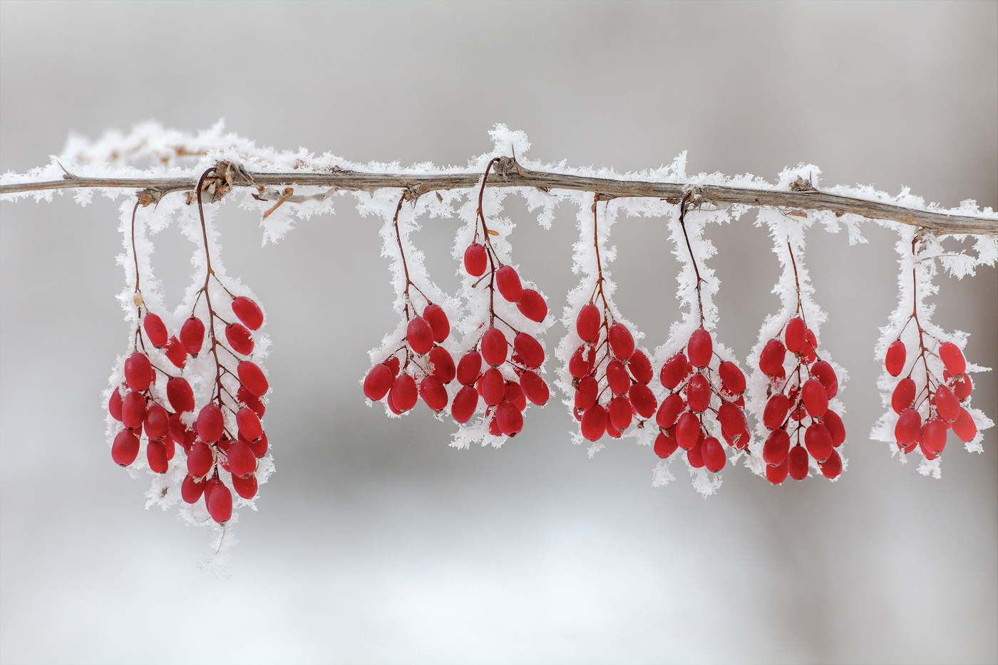 зимняя ягода..