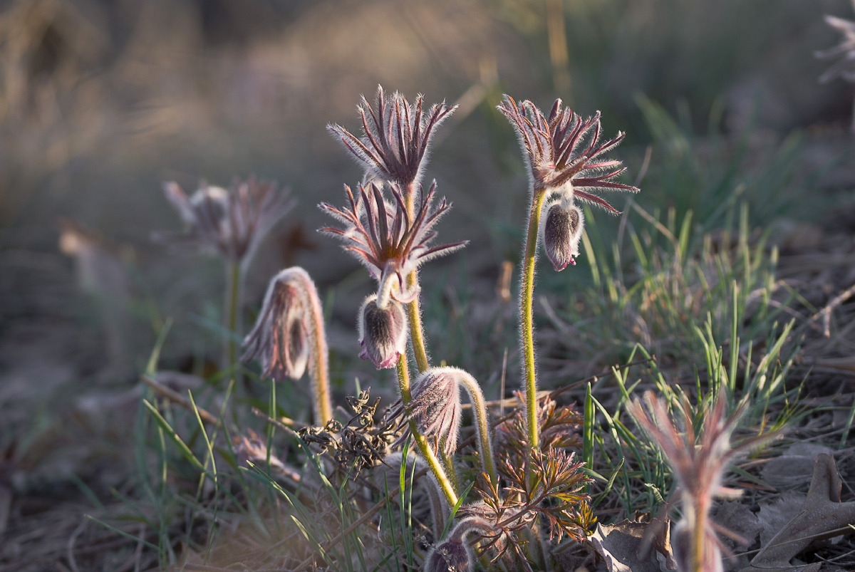 Весенний сон