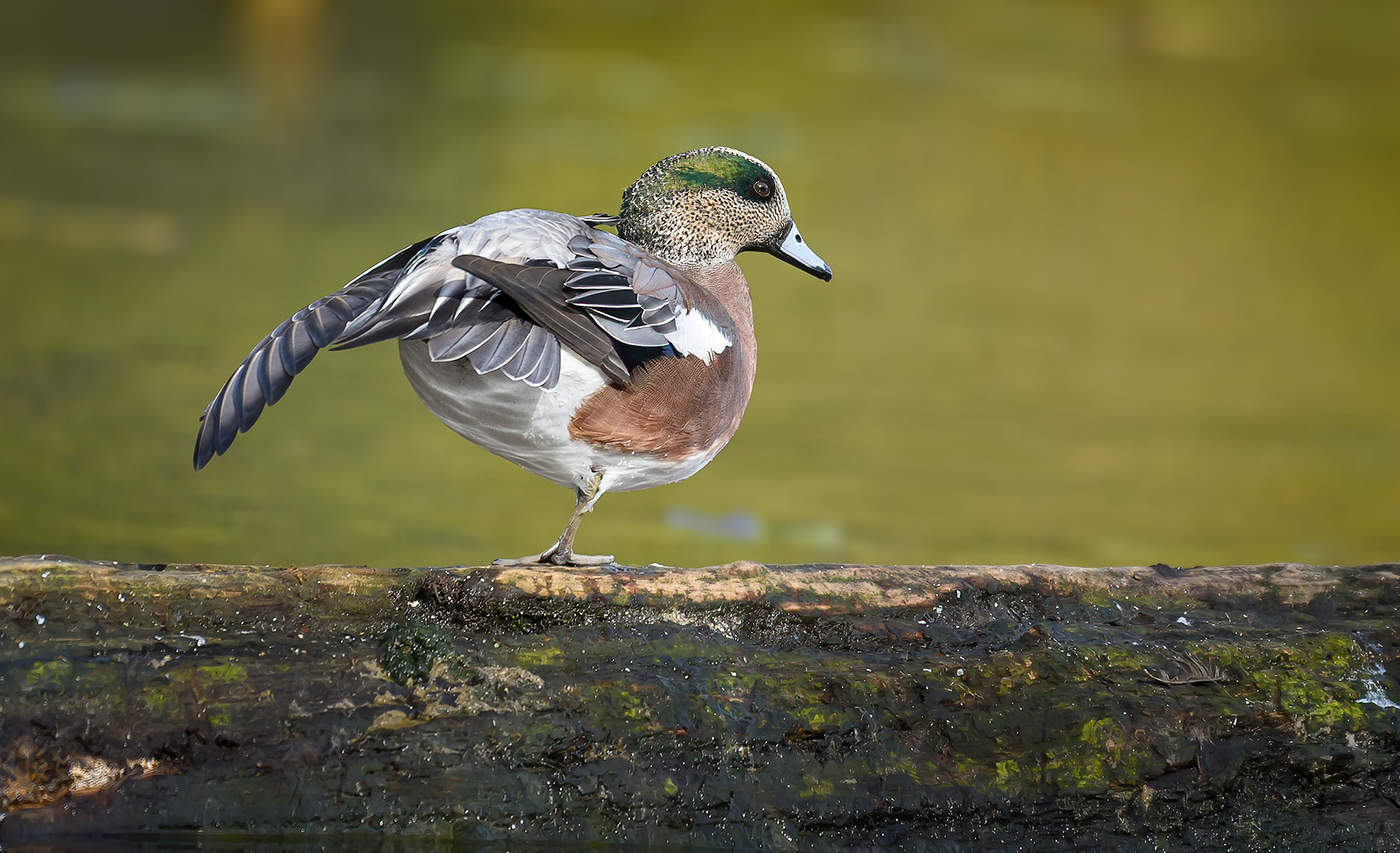 American Wigeon (male)