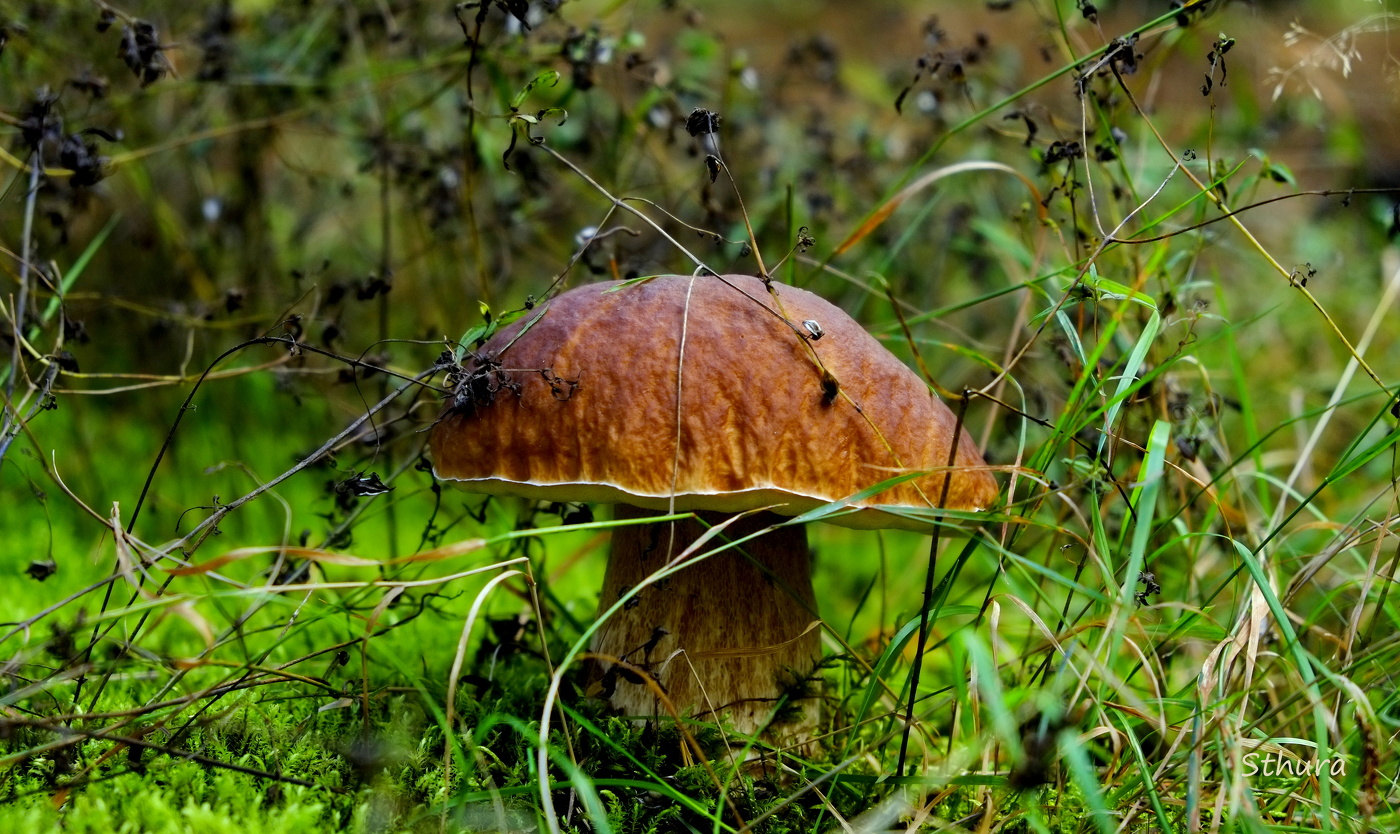 Гриб белый.