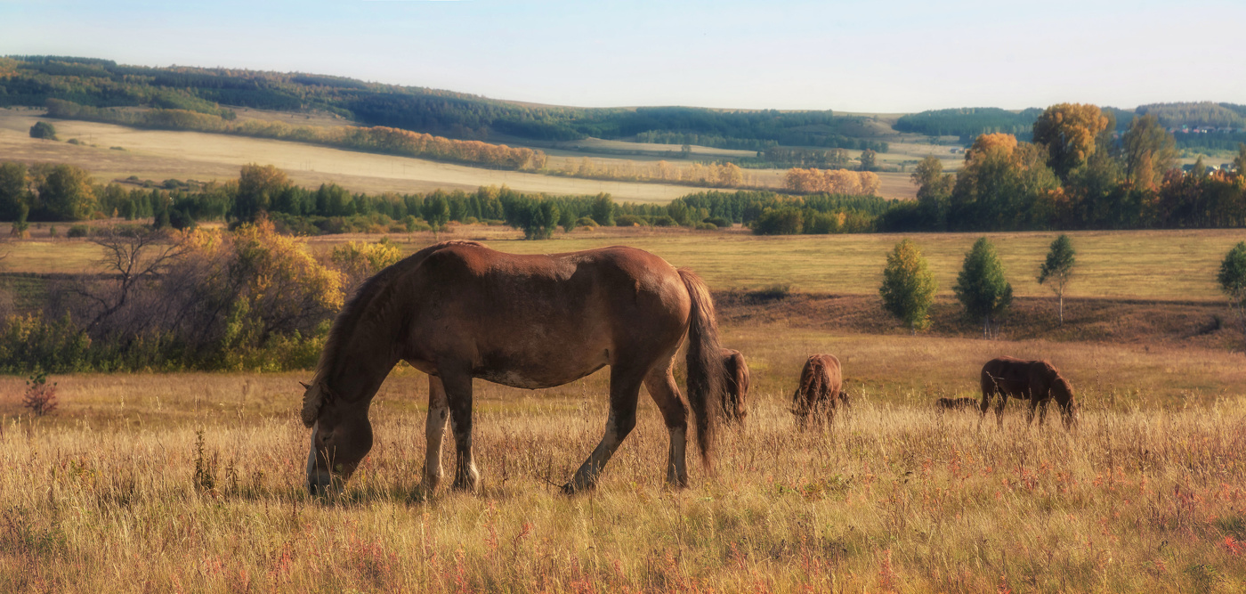 На пастбище