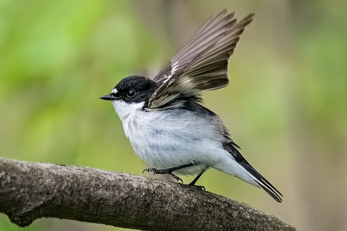 Мухоловка пеструшка.