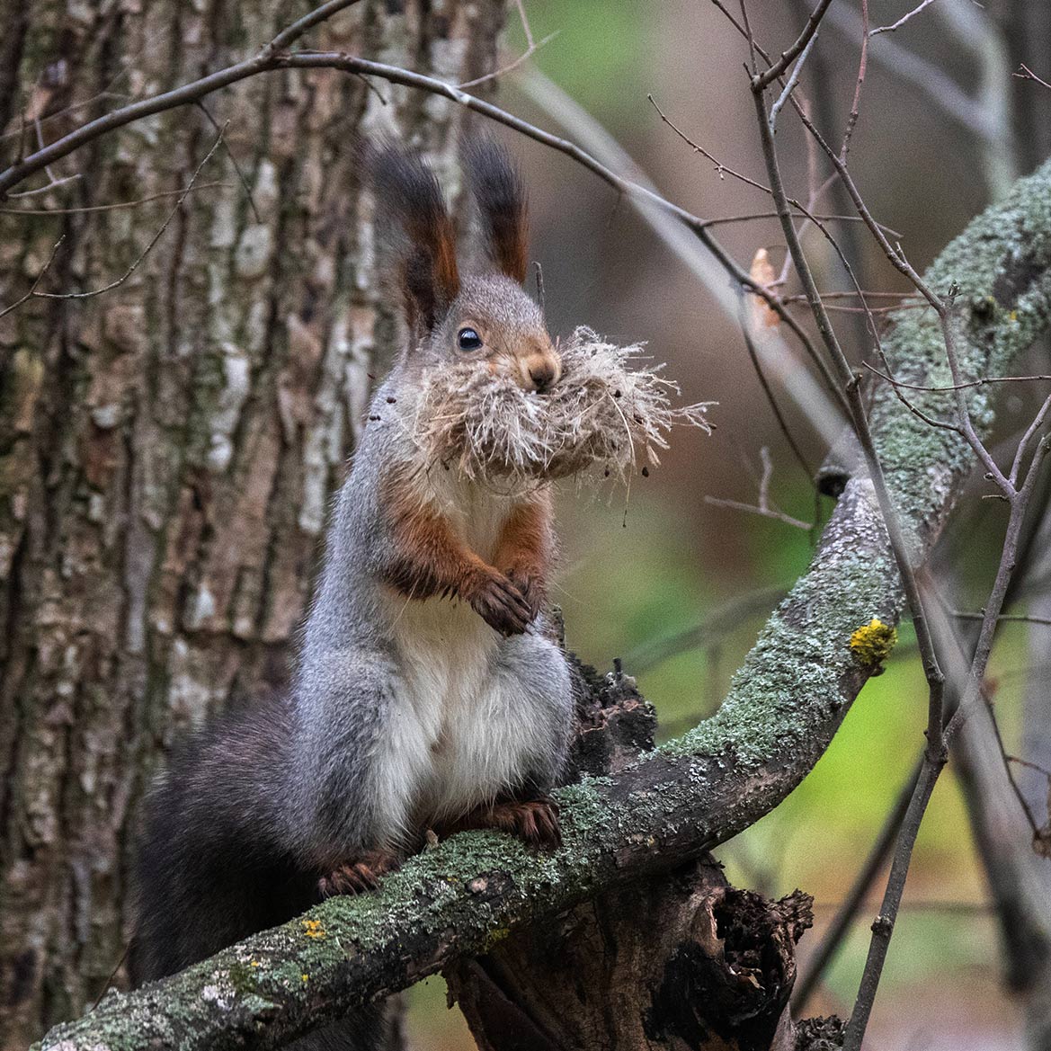 Подготовка к зиме
