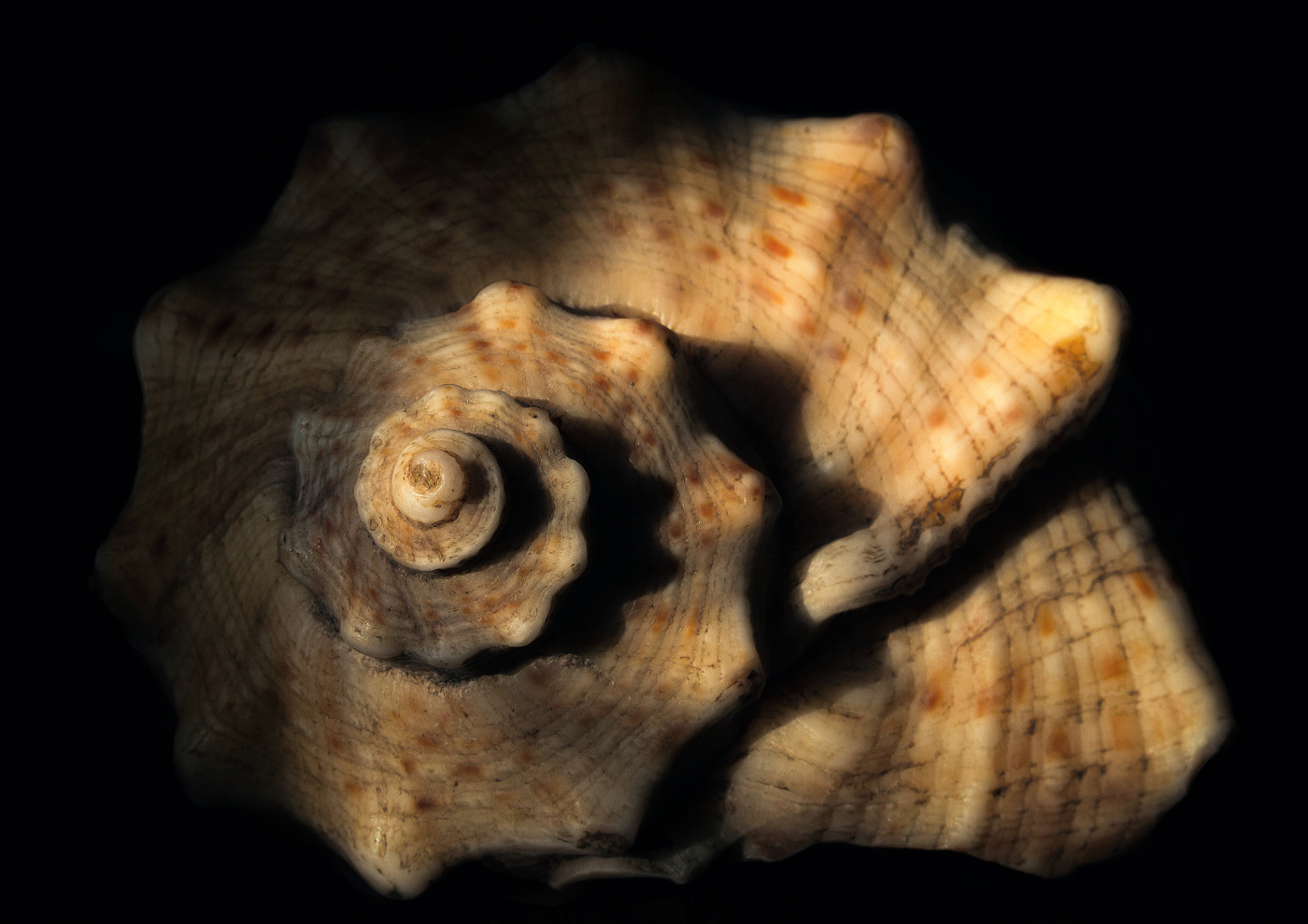 Золотое сечение в природе.