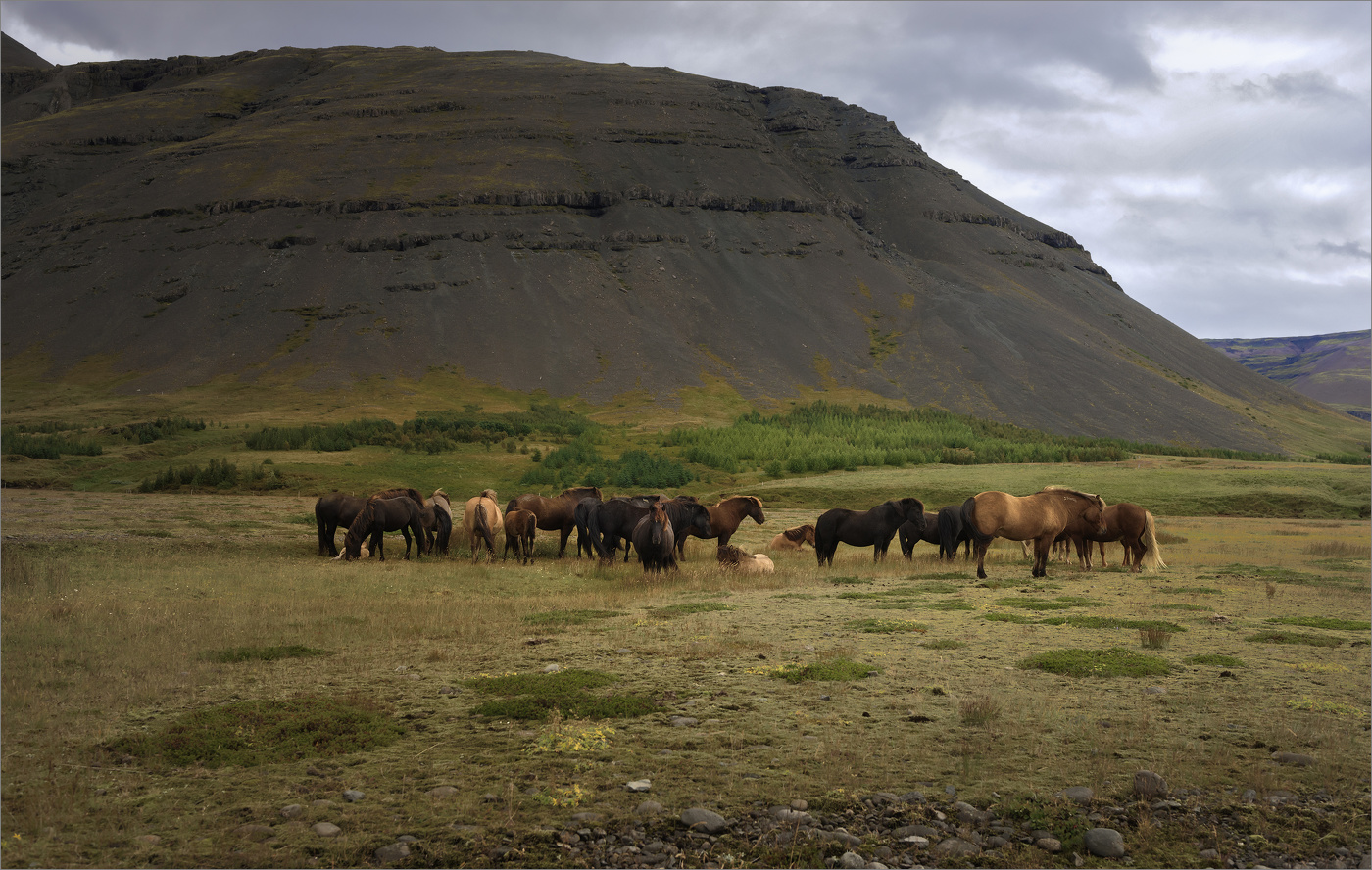 Рожденные на свободе (5)