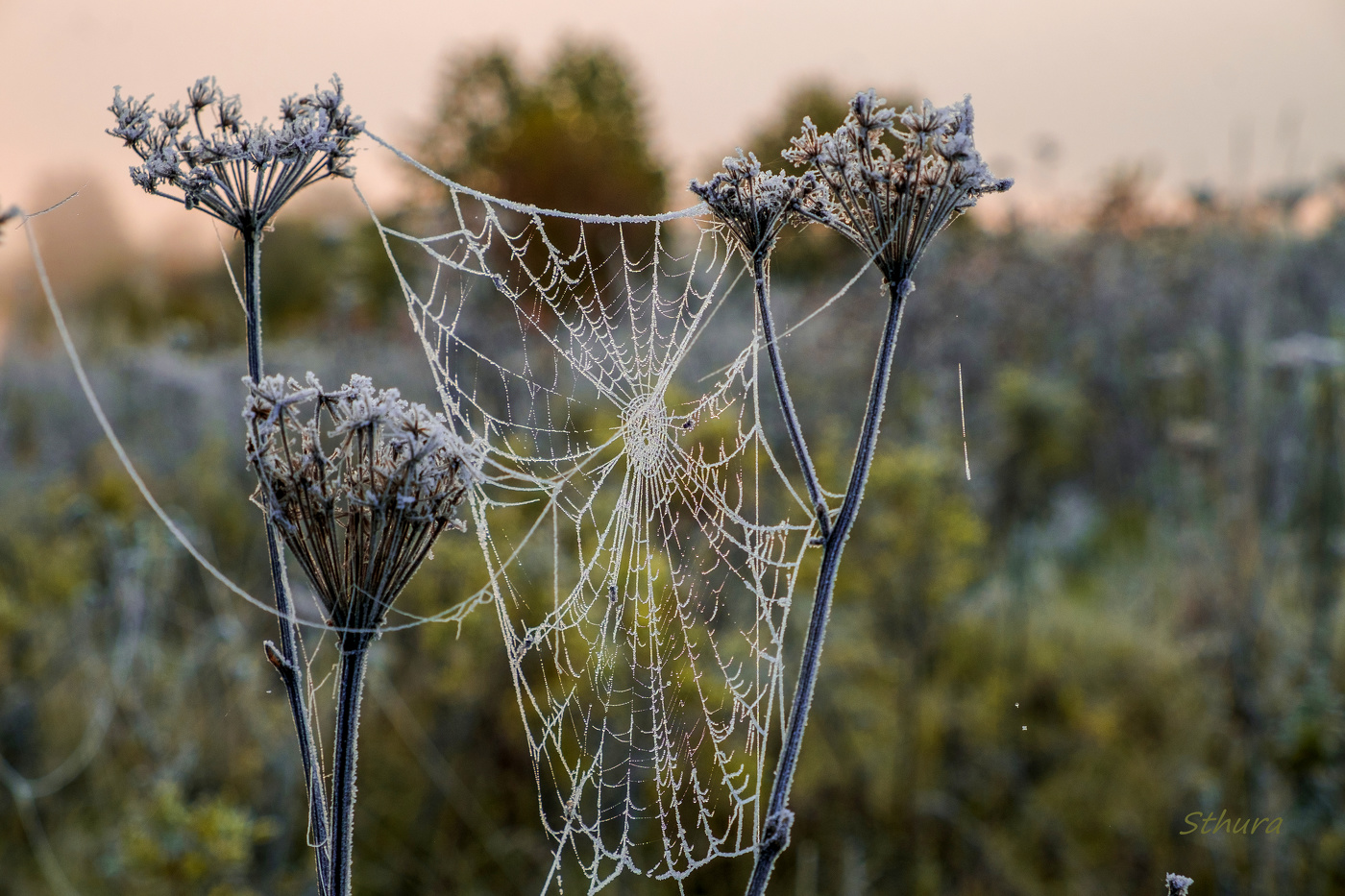 Паутина в инее.