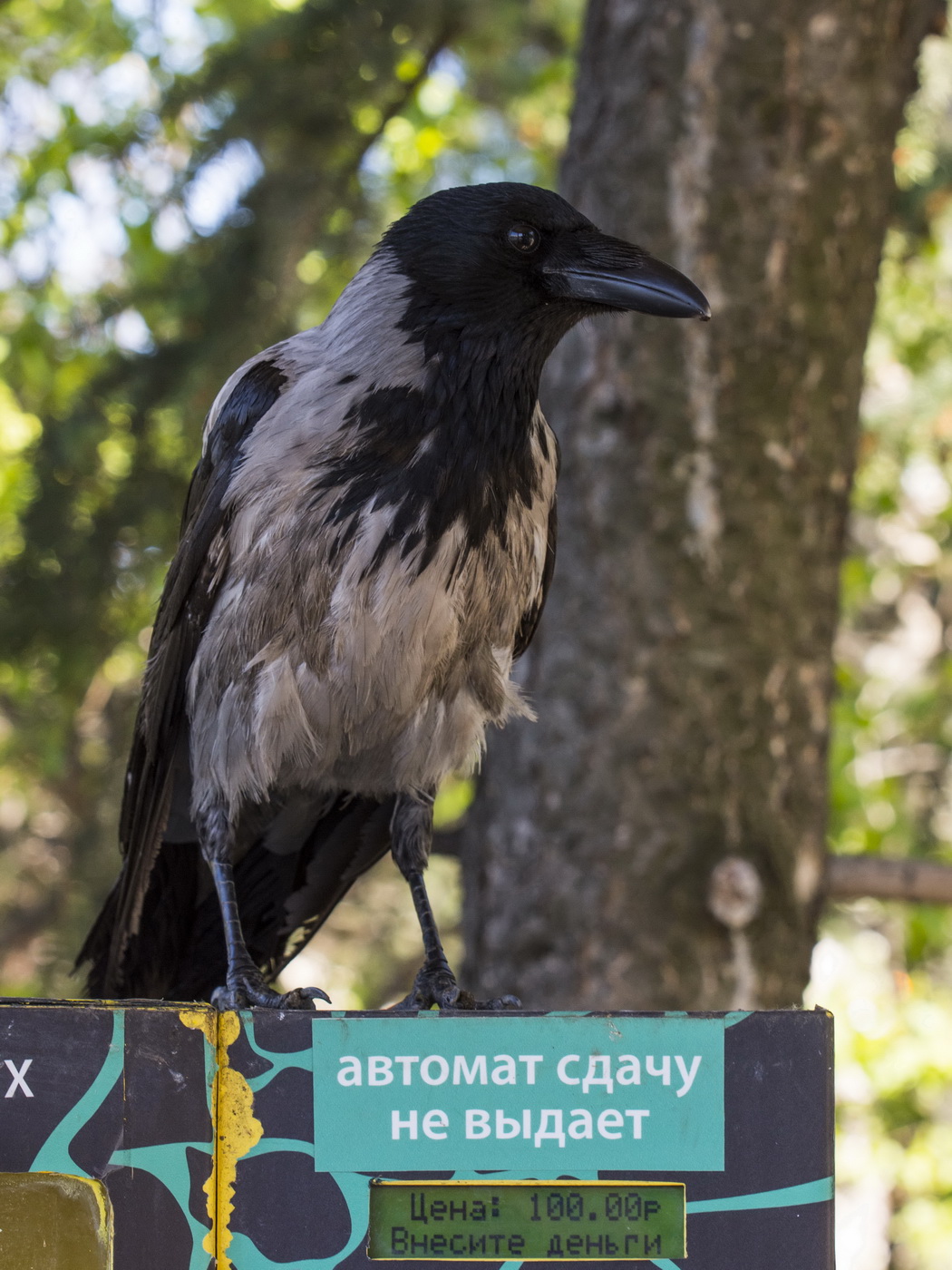 Берём любыми купюрами.