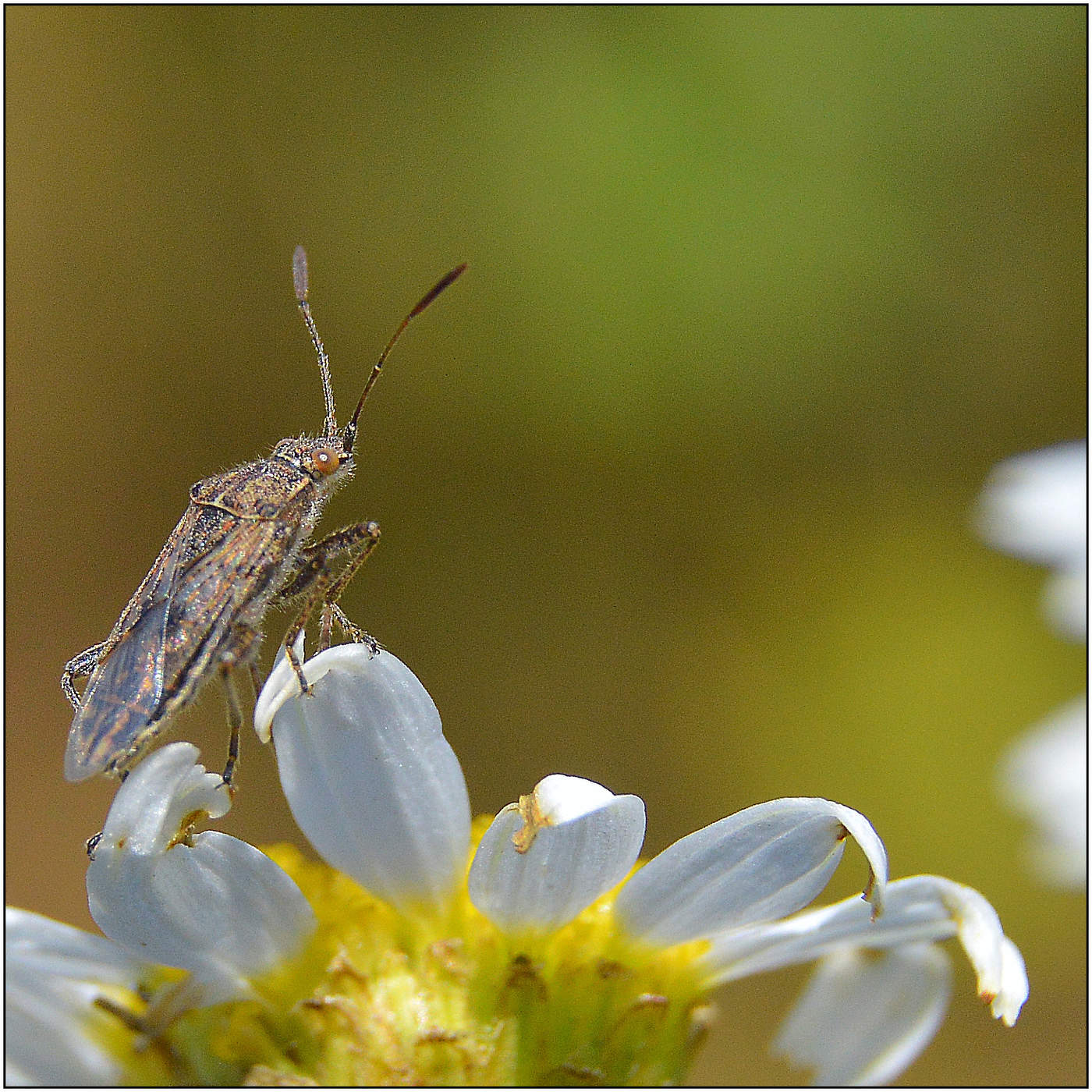 ... и ужасно одинокий.