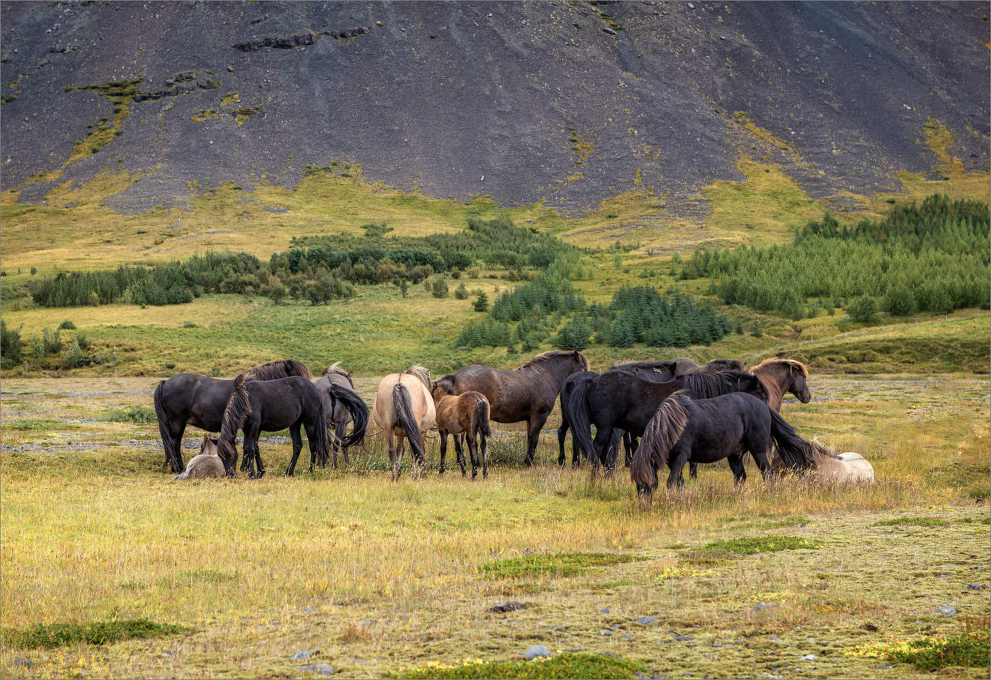 Рожденные на свободе (6)
