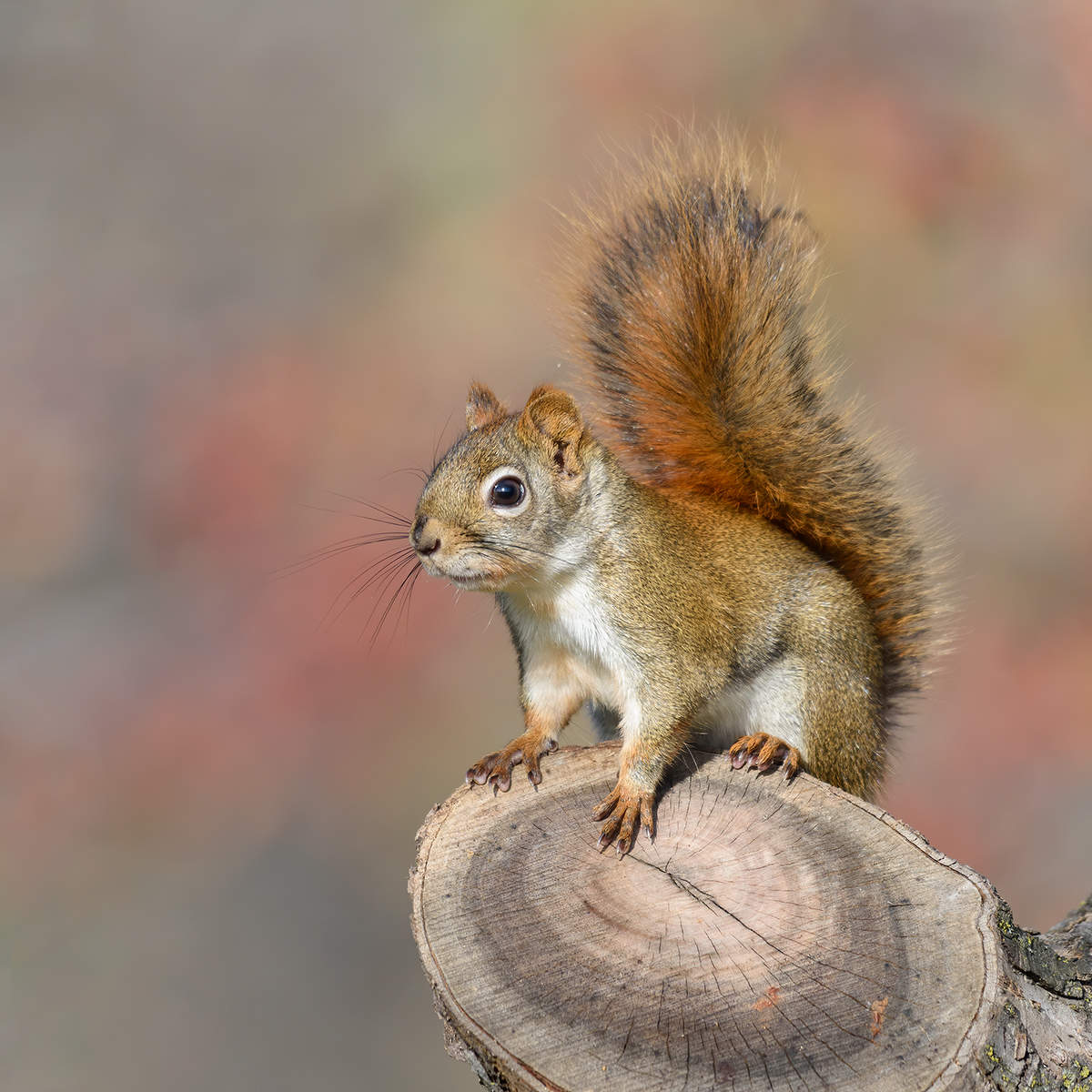 American red squirrel