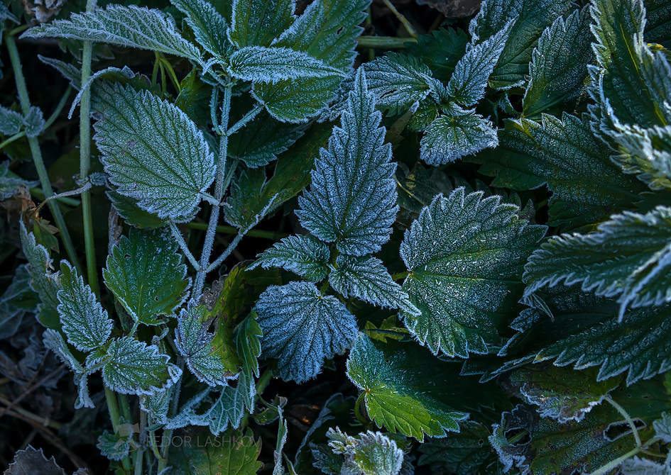 Иней на траве