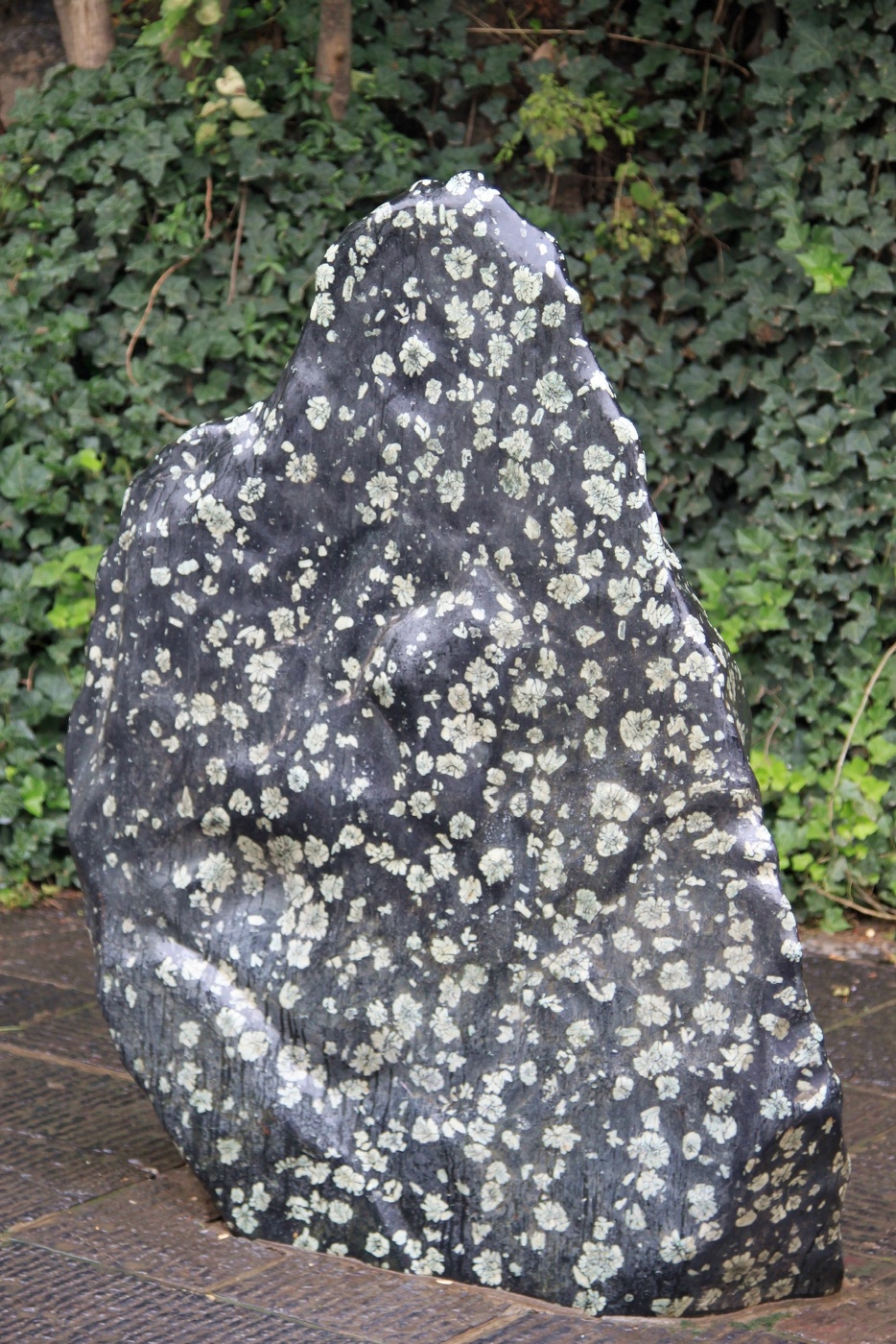 Вот такое чудо природы!…