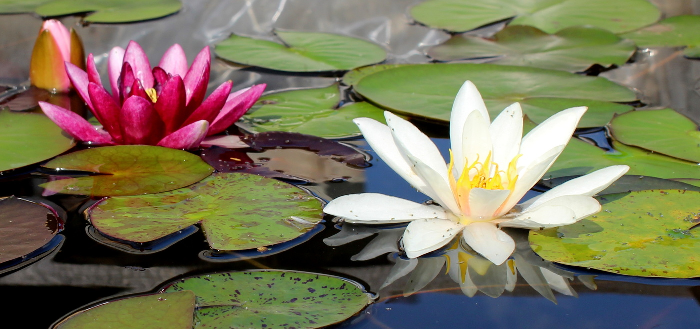 Мои нимфеи!