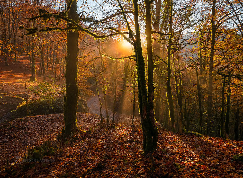 Лёгкий туман