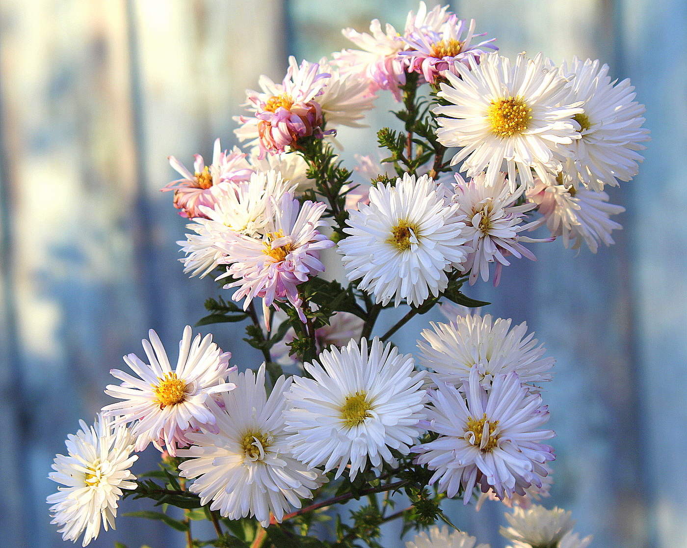 Поздние цветы