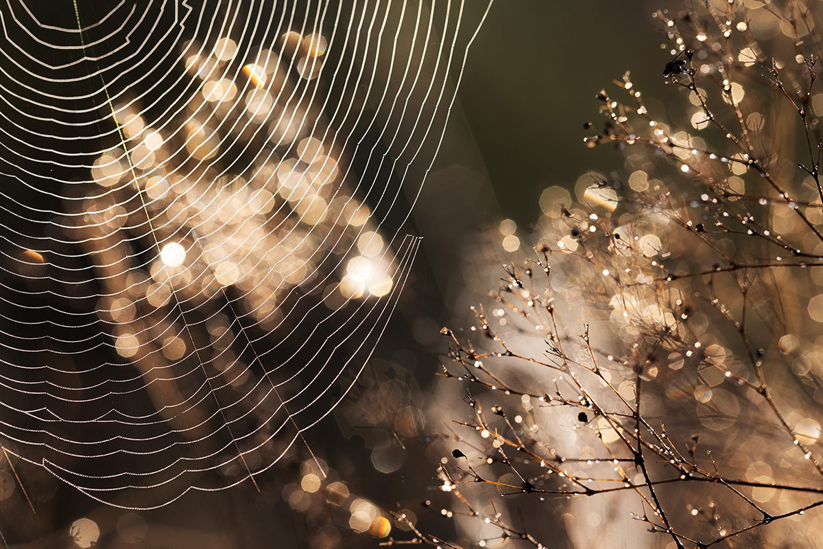 Брызги осени