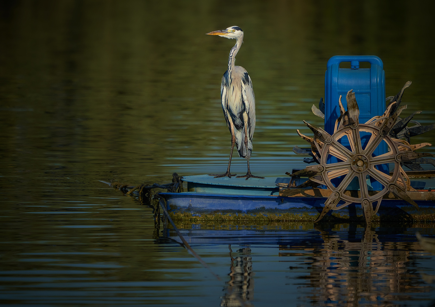 Капитан,Капитан улыбнитесь...