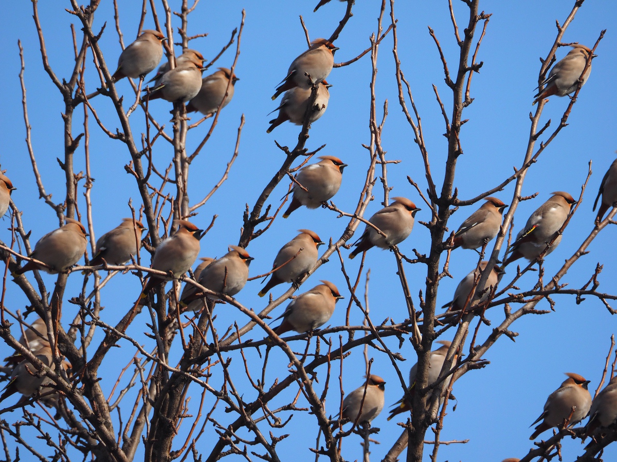 Свиристели