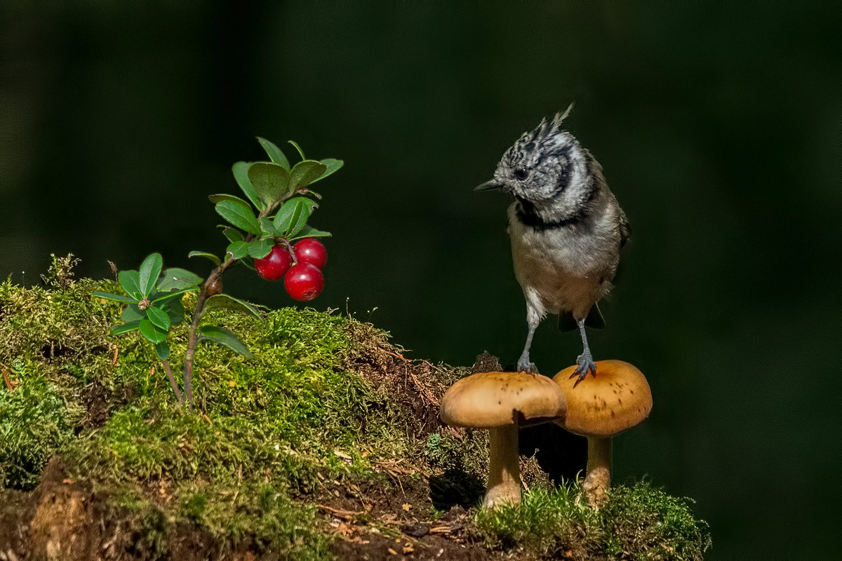 Гренадёрка.