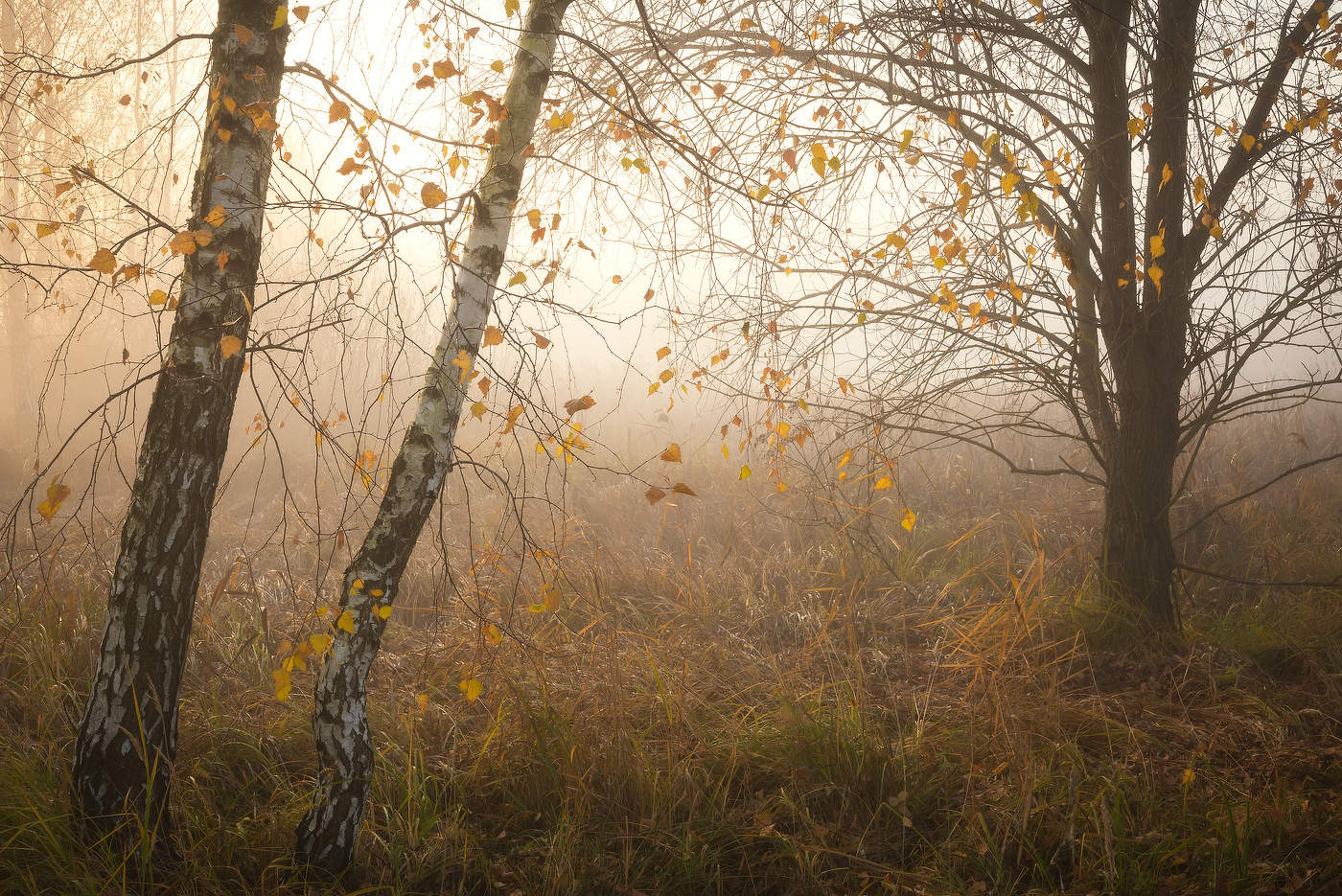 Уходящая осень