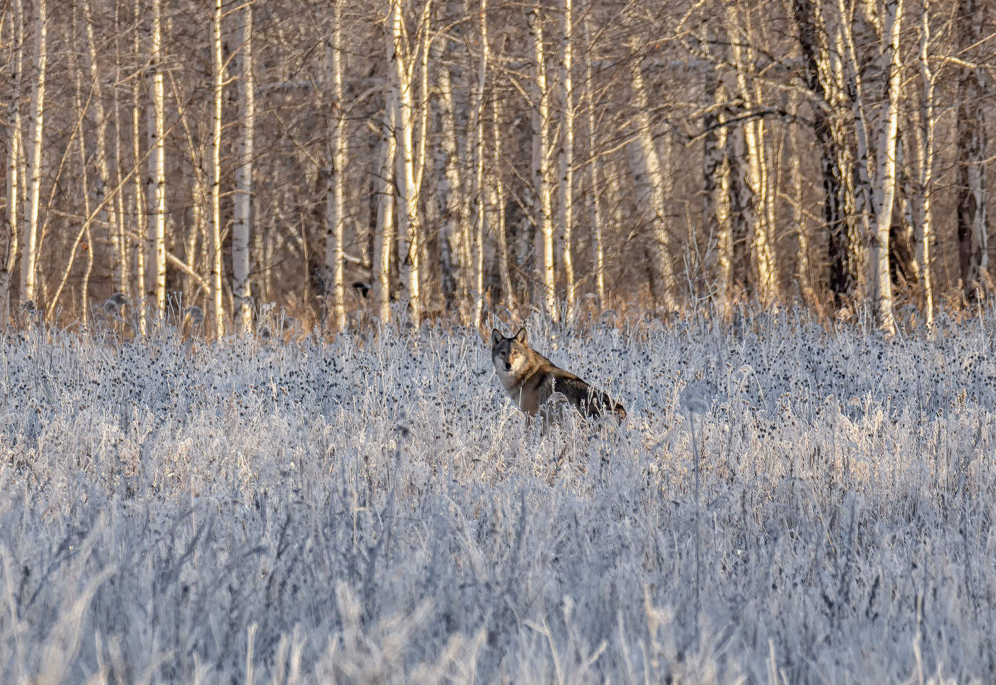 по следам волков