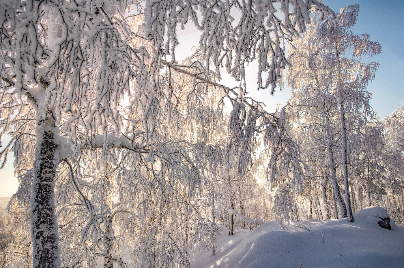 Зимний лес в объятьях тишины