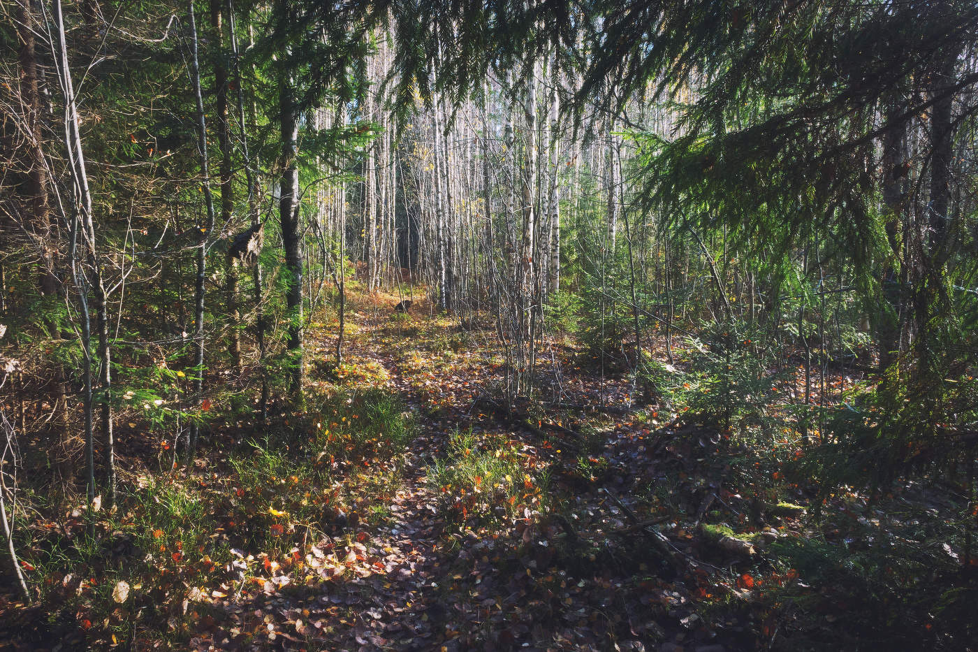 Жизнь вокруг