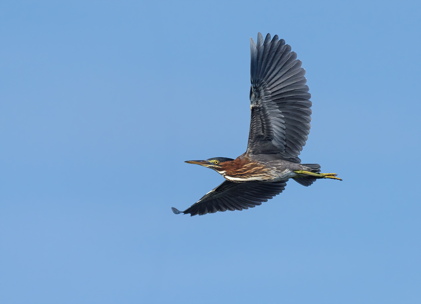 Green heron