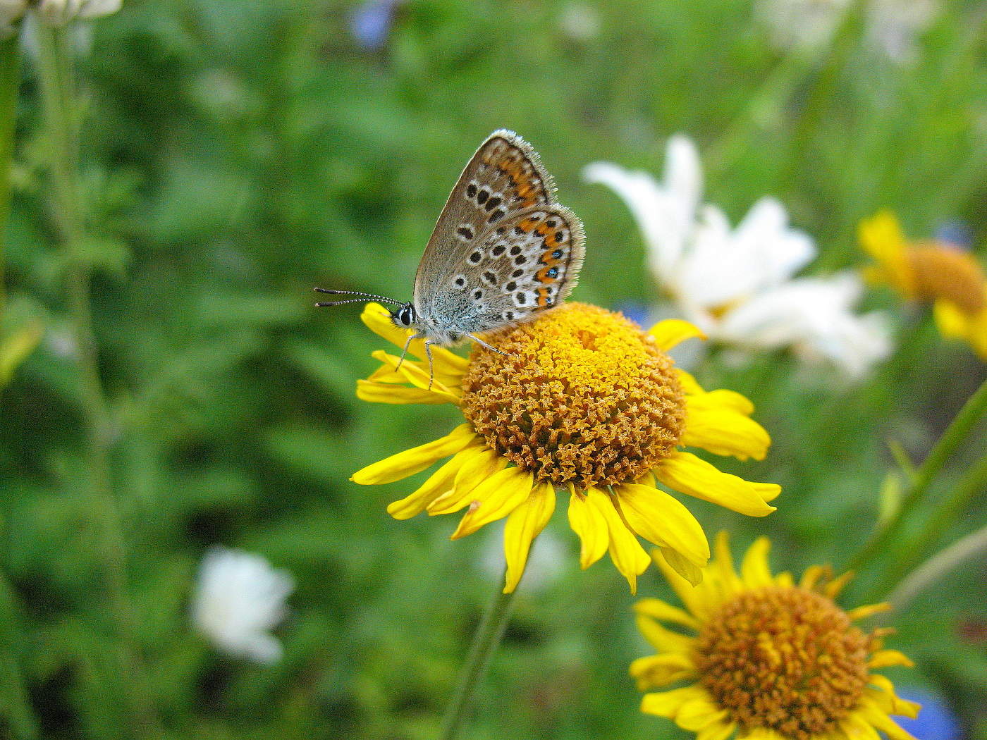 Бабочка голубянка