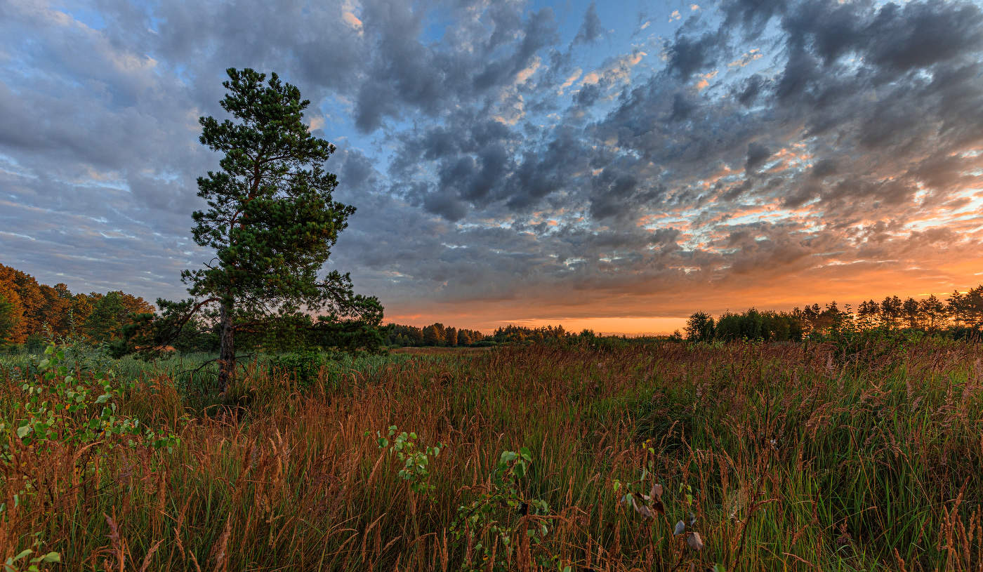 Летнее утро