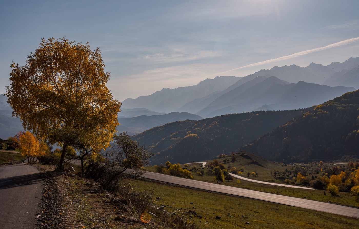 Жёлтая берёза