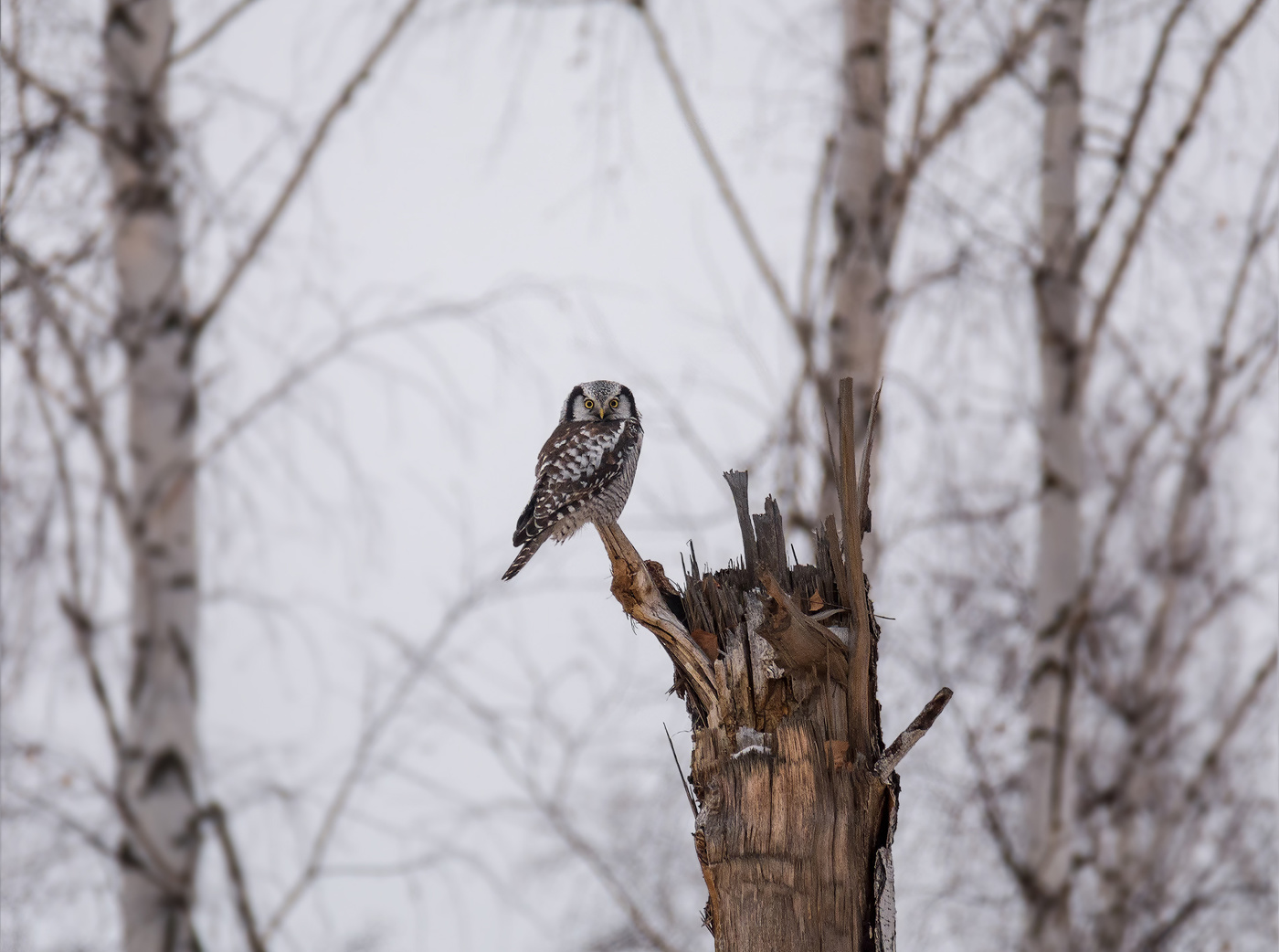 ястребиная сова
