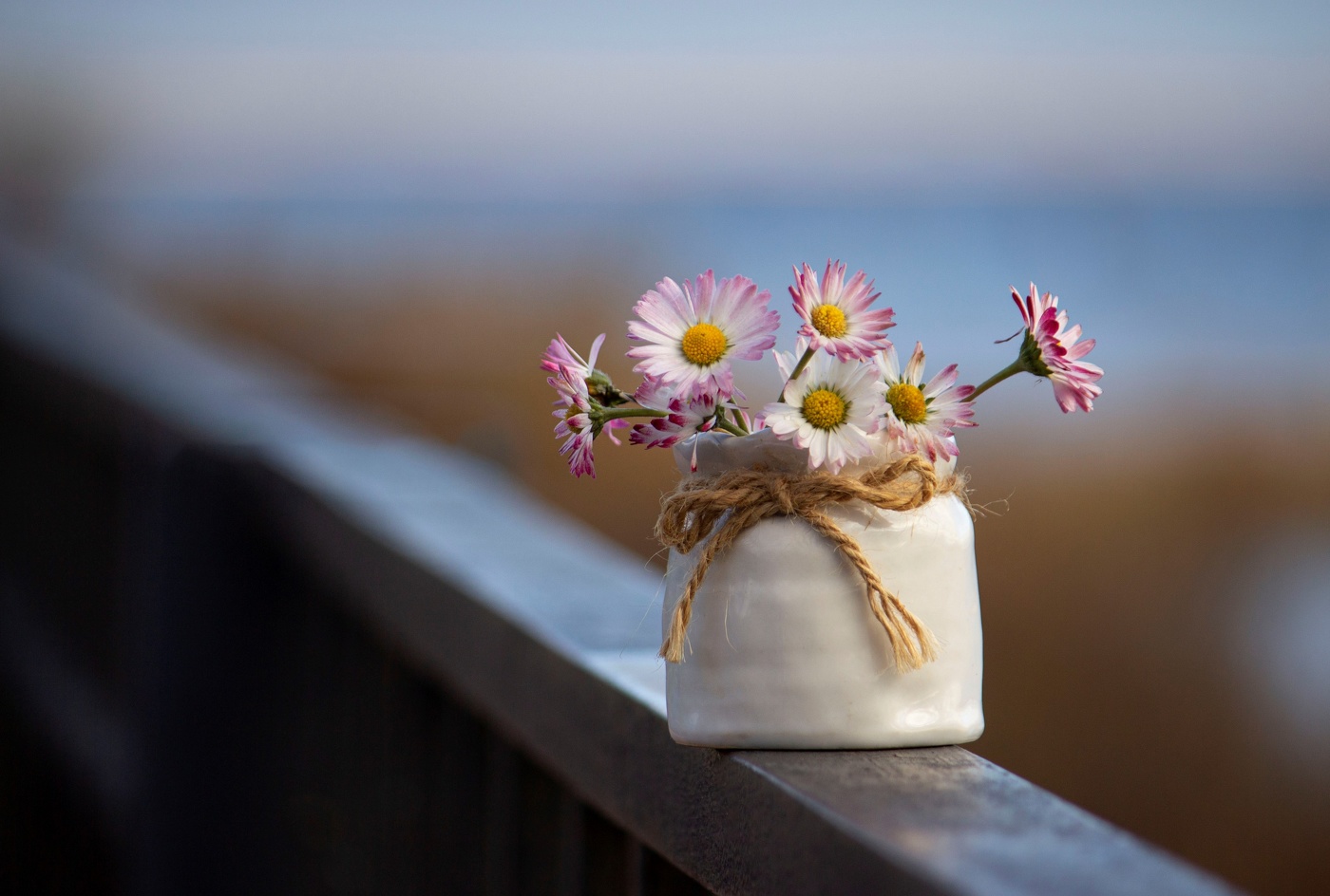 Маргаритки