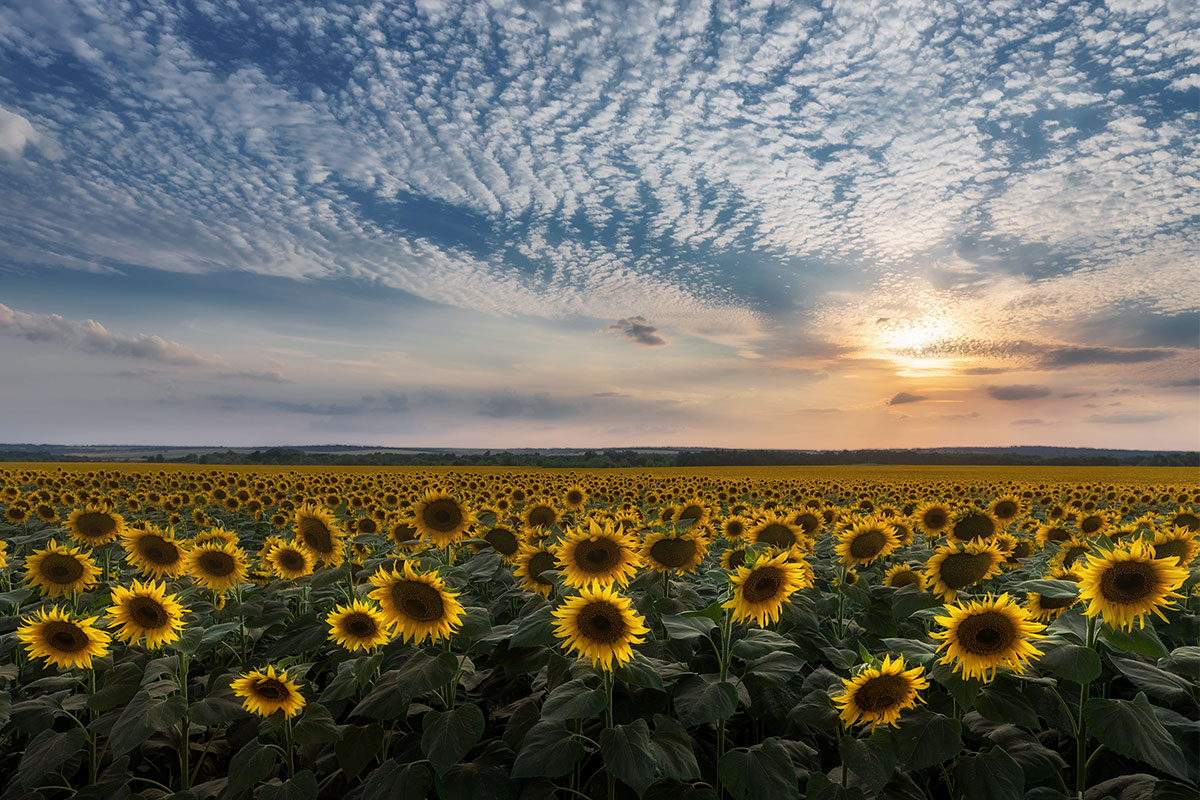 Летний вечер (будет сниться нам)