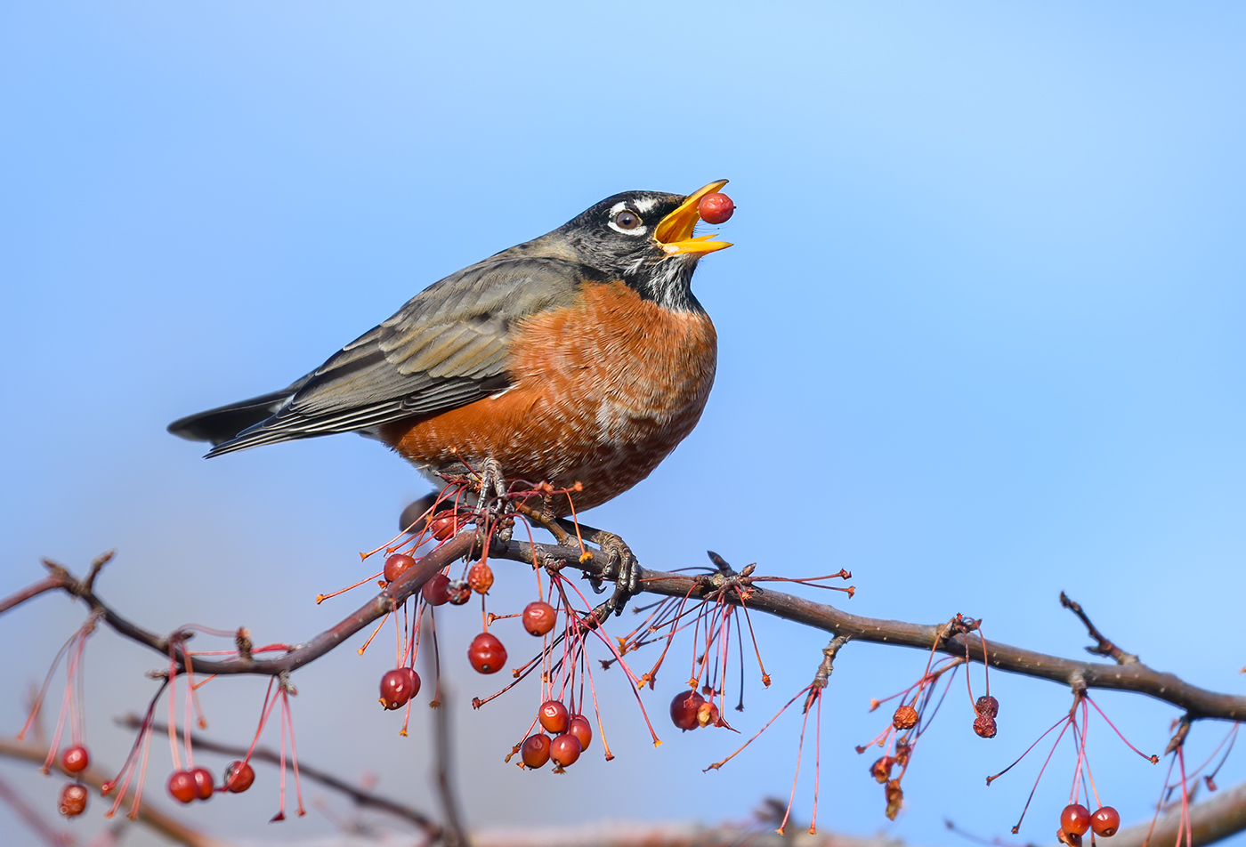 American robin (Turdus migratorius)