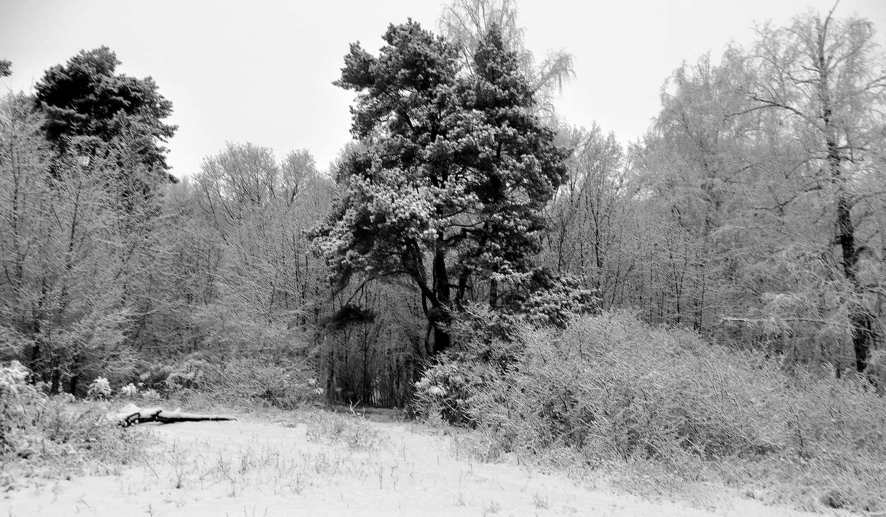 Зима со снегом пришла