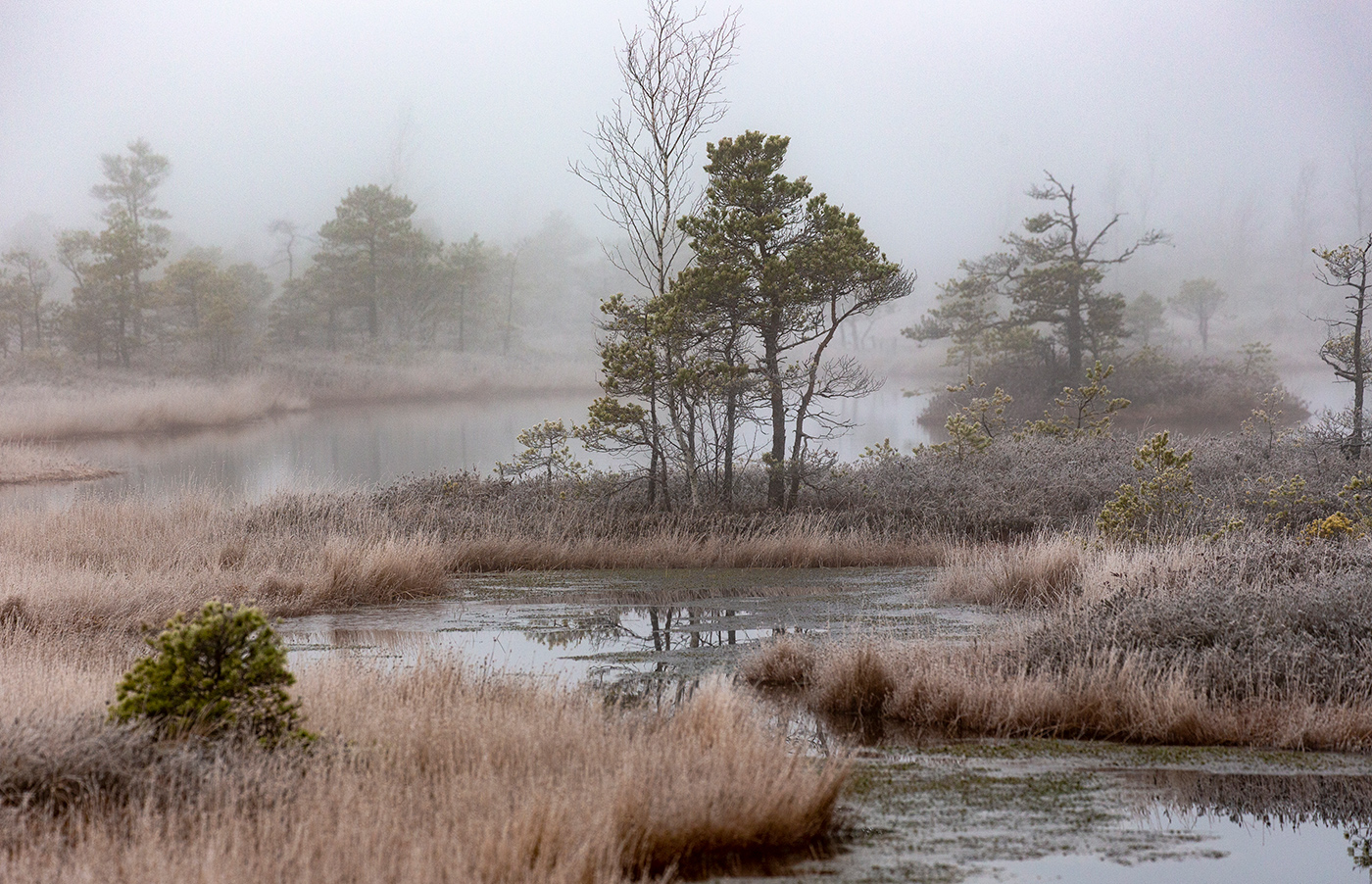 Топкие берега