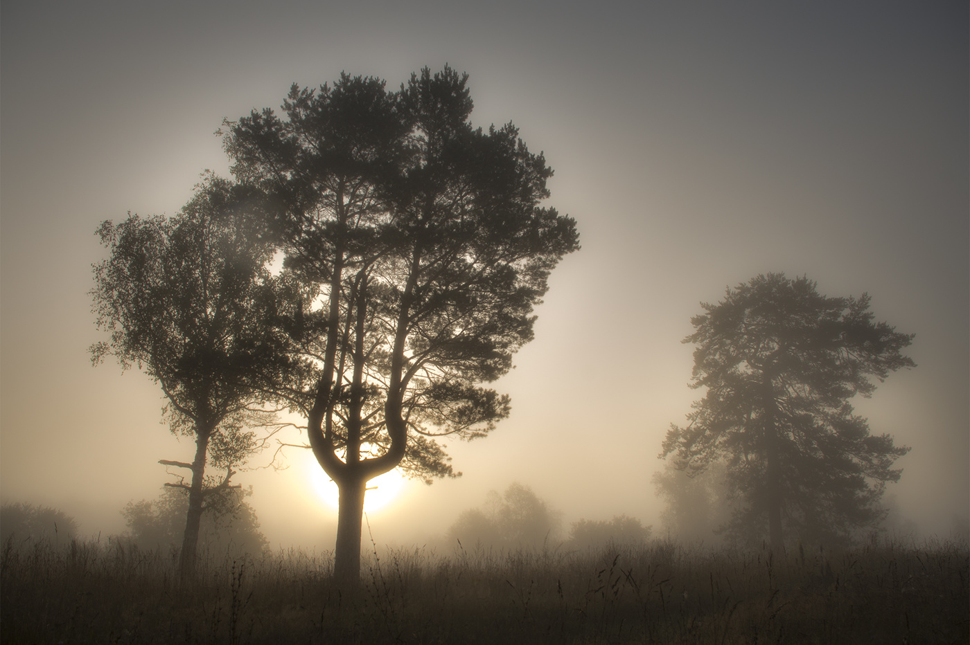 Туман и солнце
