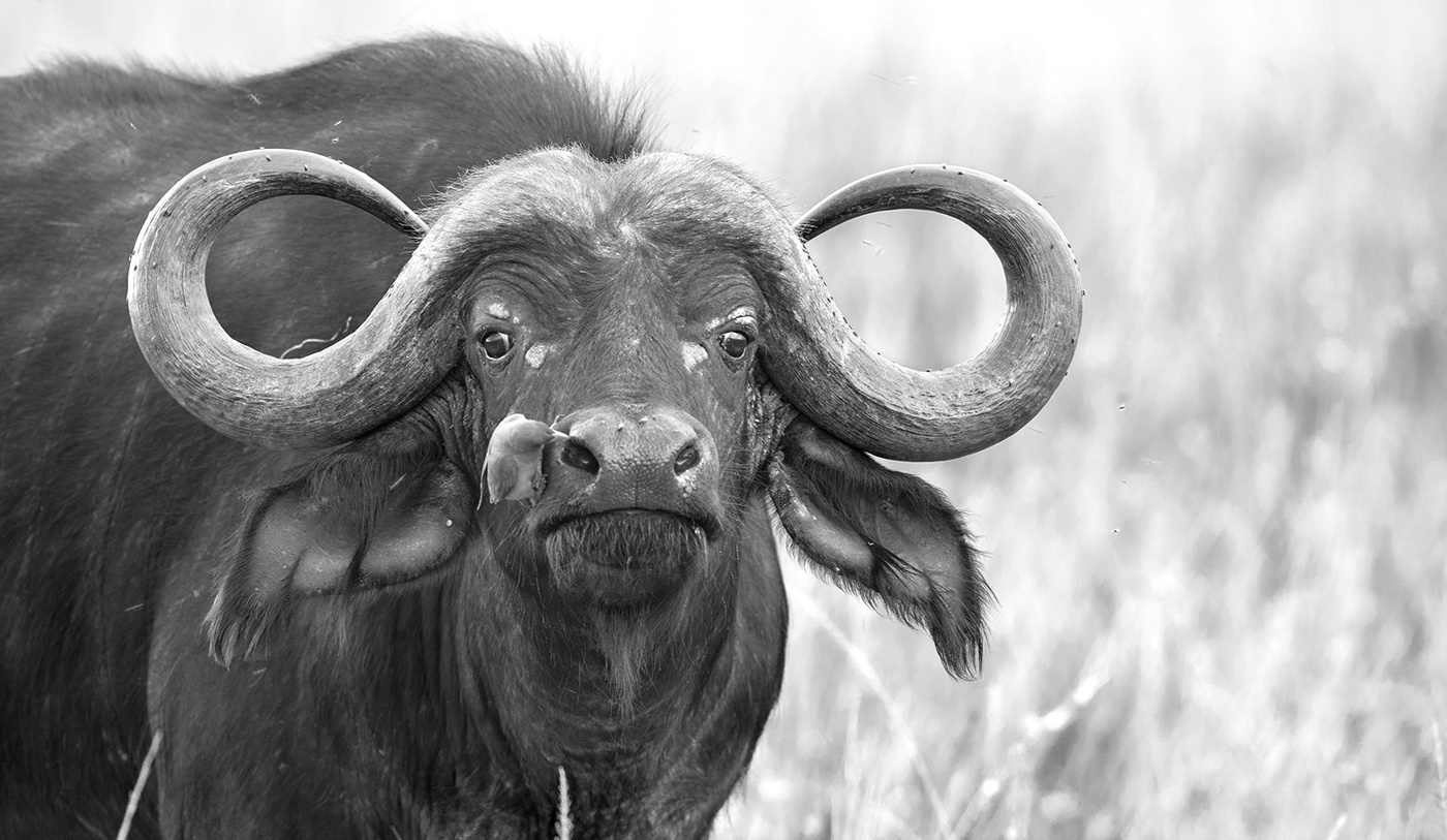 Не ходите в Африку