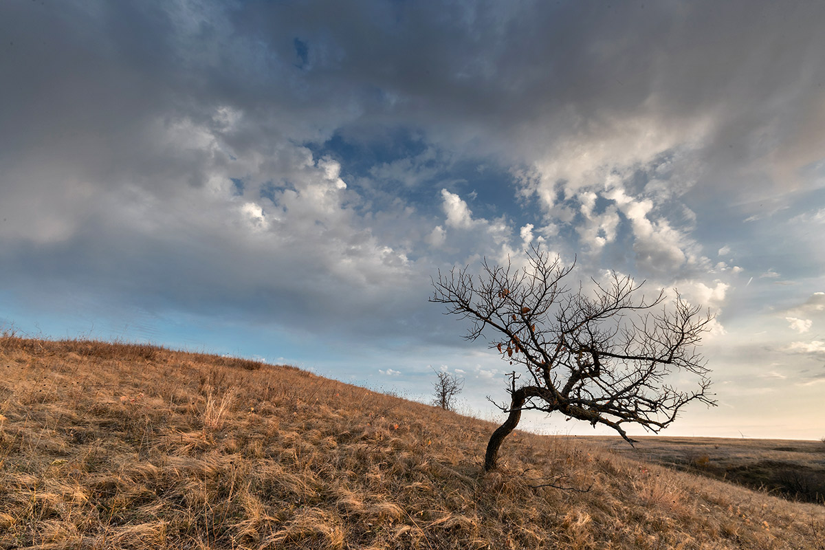 Степные картинки