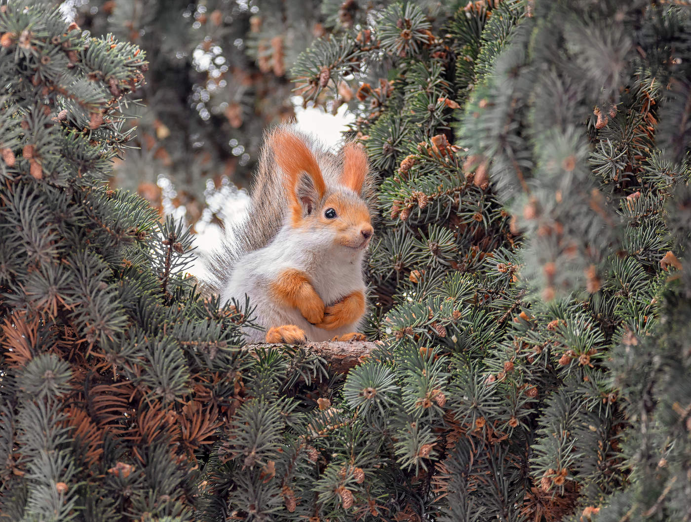 за шишками..