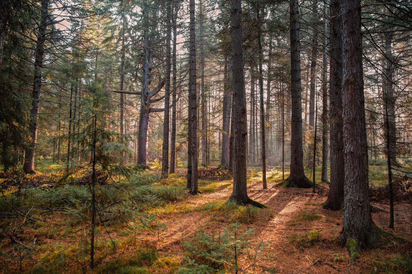 Осенний пейзаж