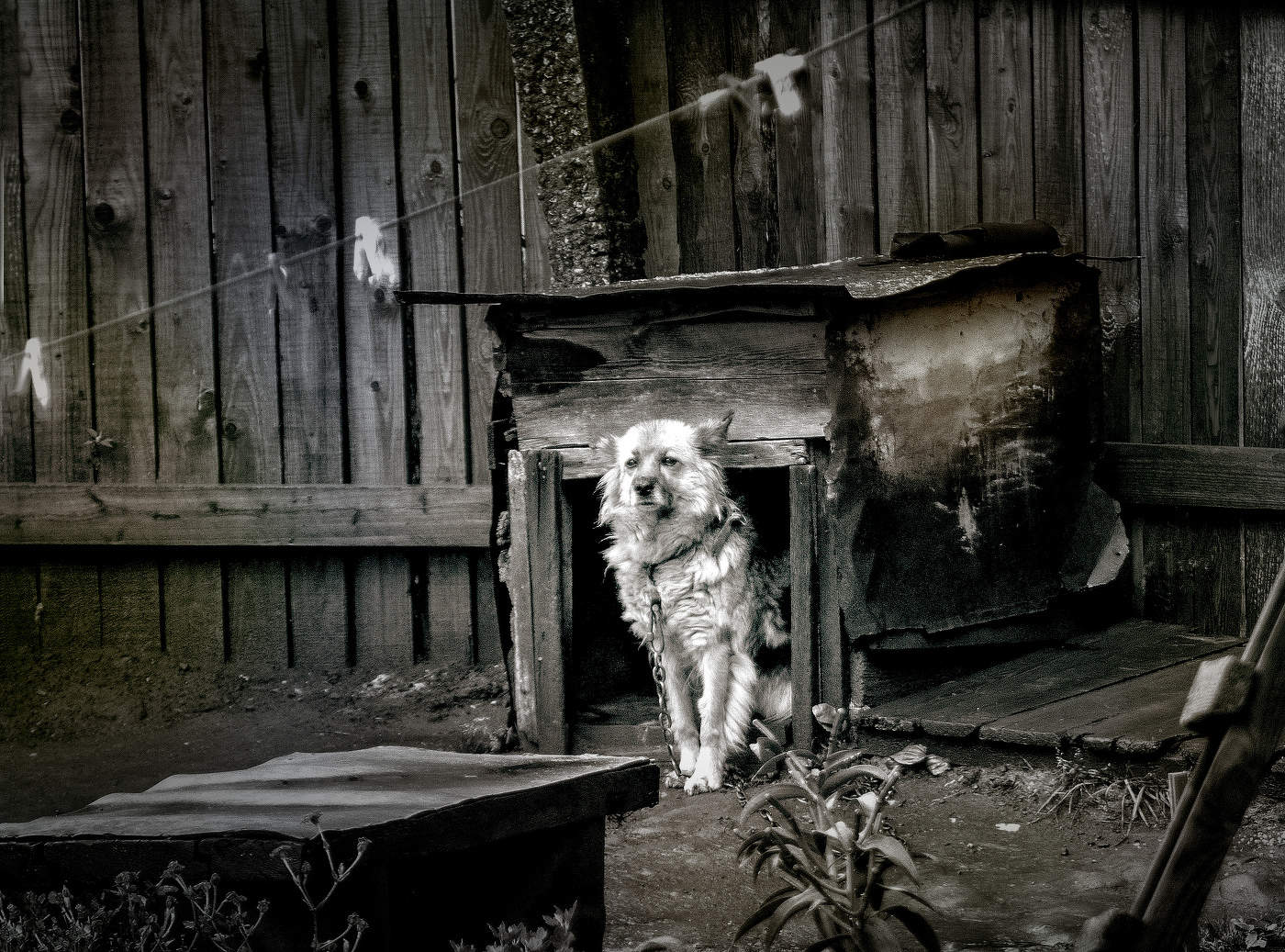 Жизнь собачья