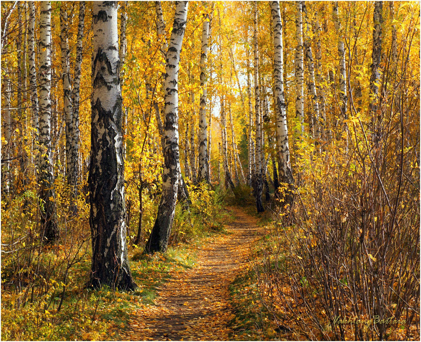 Времена года. Золотая осень